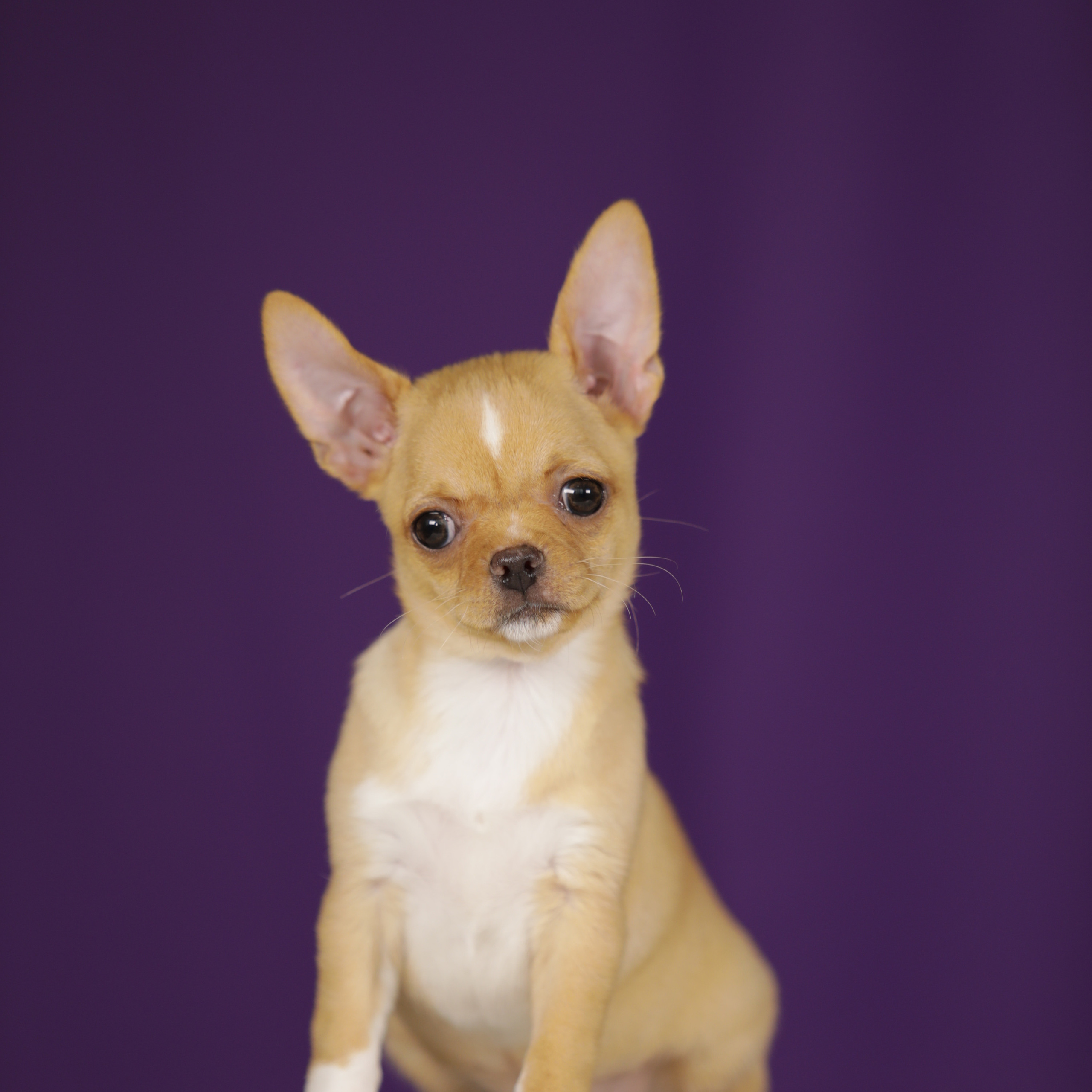 Отзывы. Фотограф — анималист Татьяна Ли