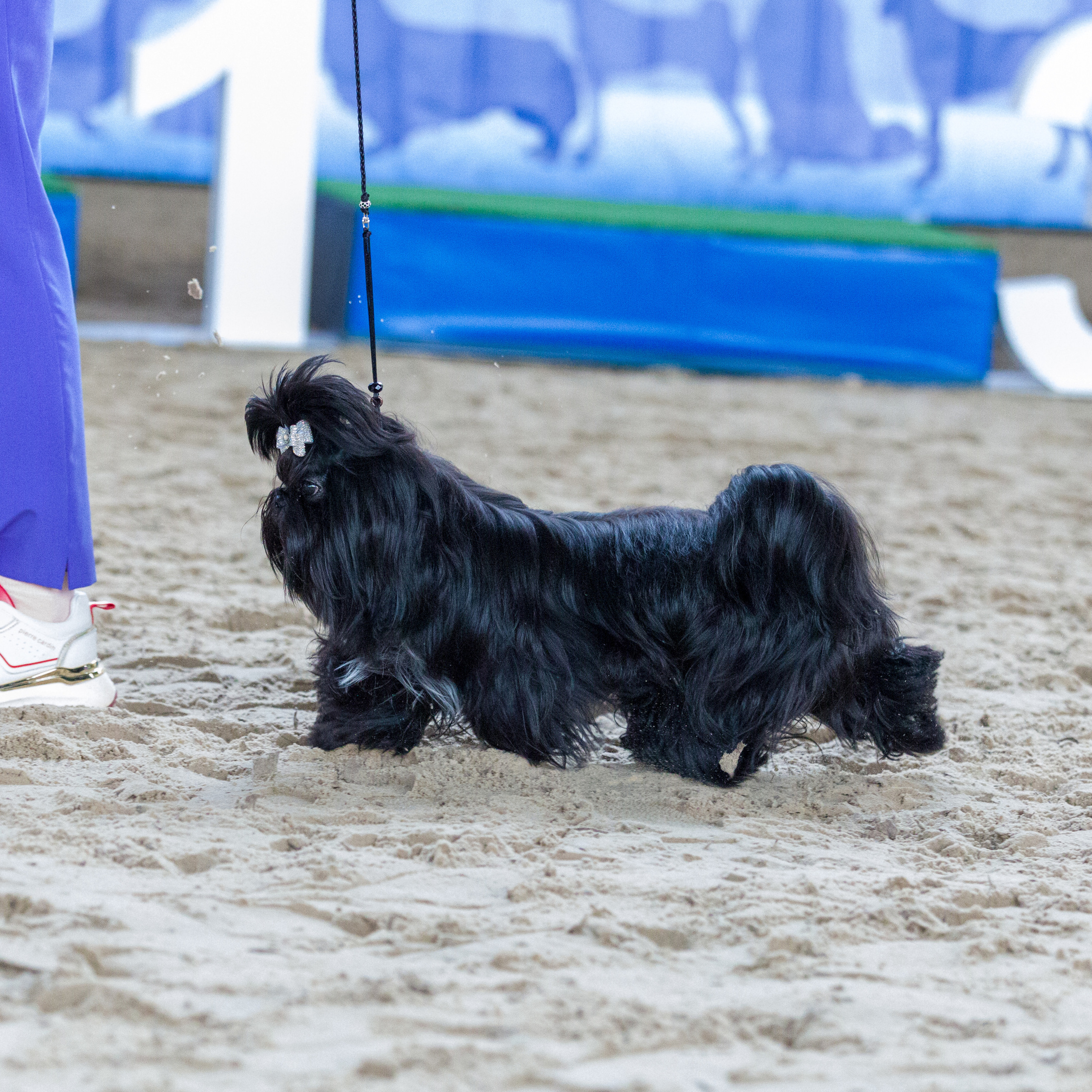 Отзывы. Фотограф — анималист Татьяна Ли