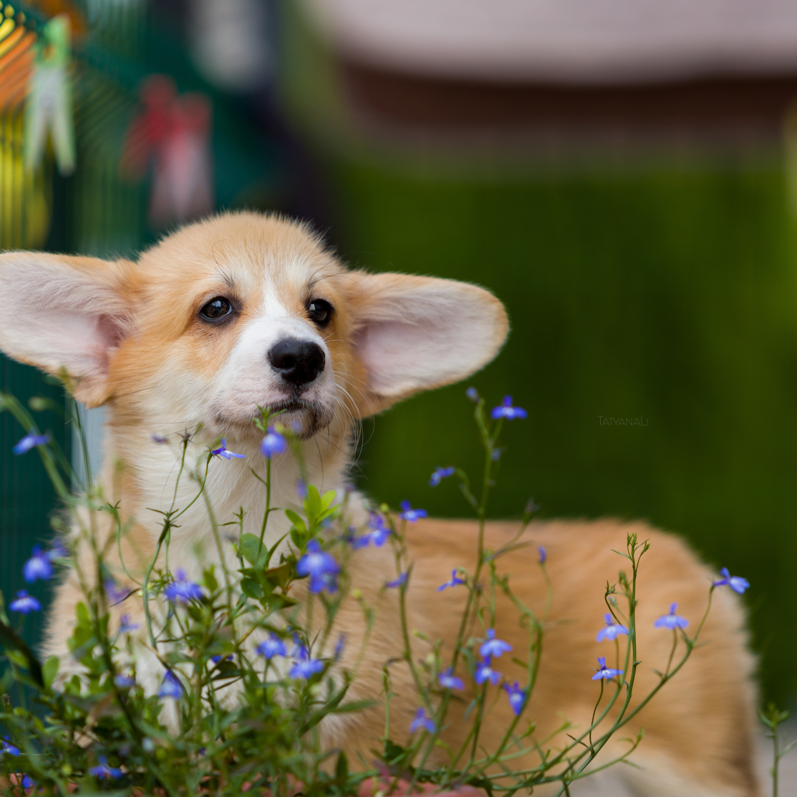 Отзывы. Фотограф — анималист Татьяна Ли