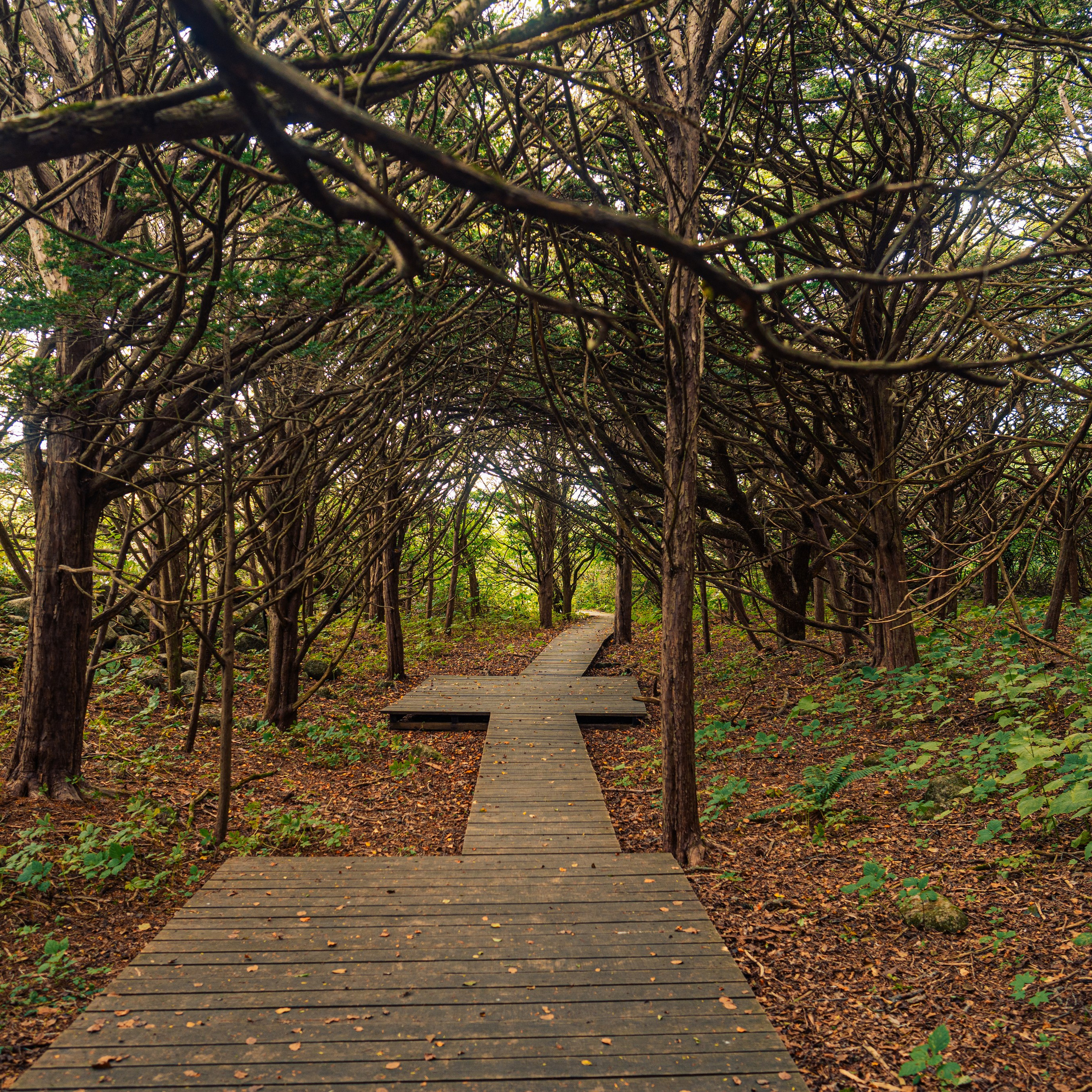 Тисовая роща | Остров Петрова