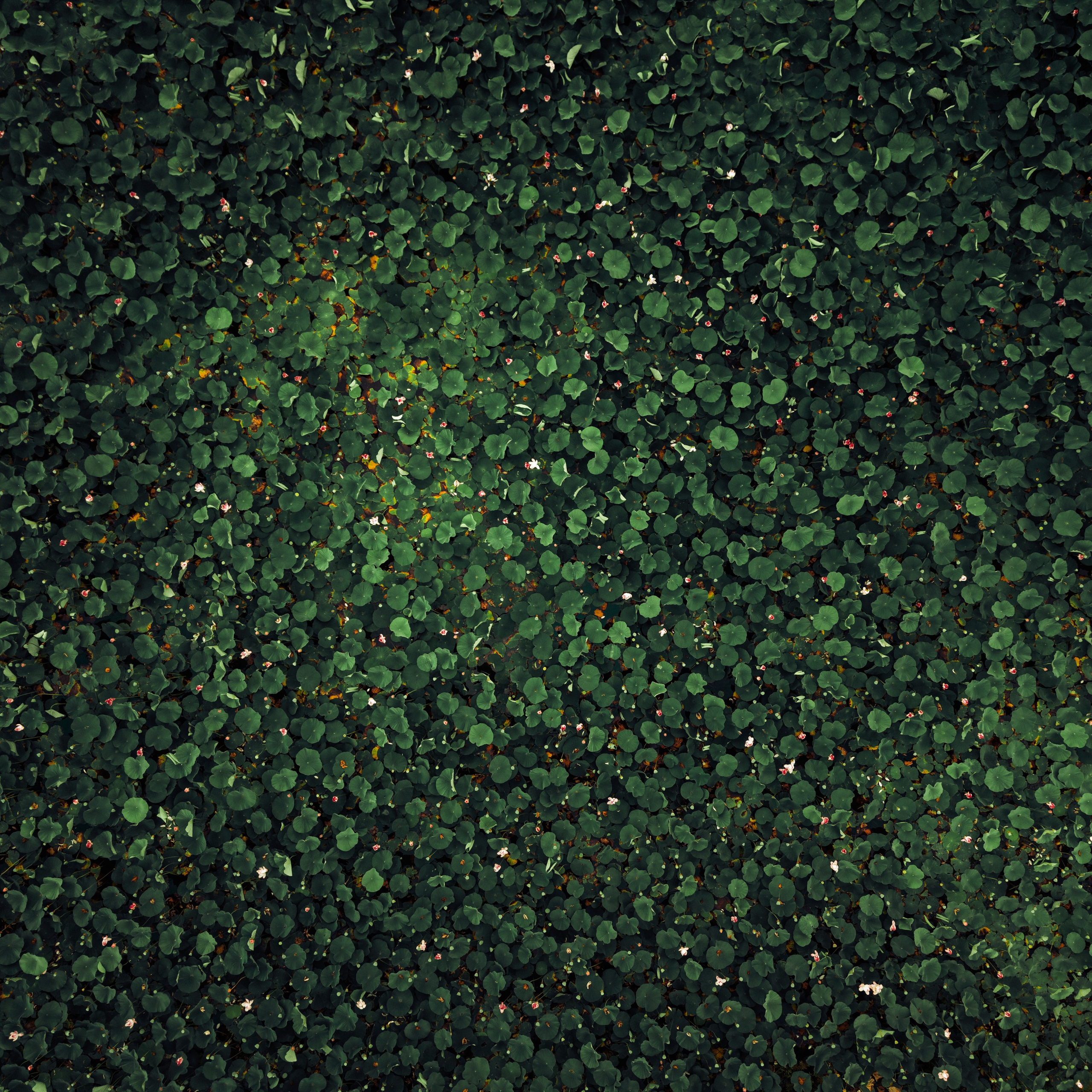 Пруд «Семейный» | с. Петровка