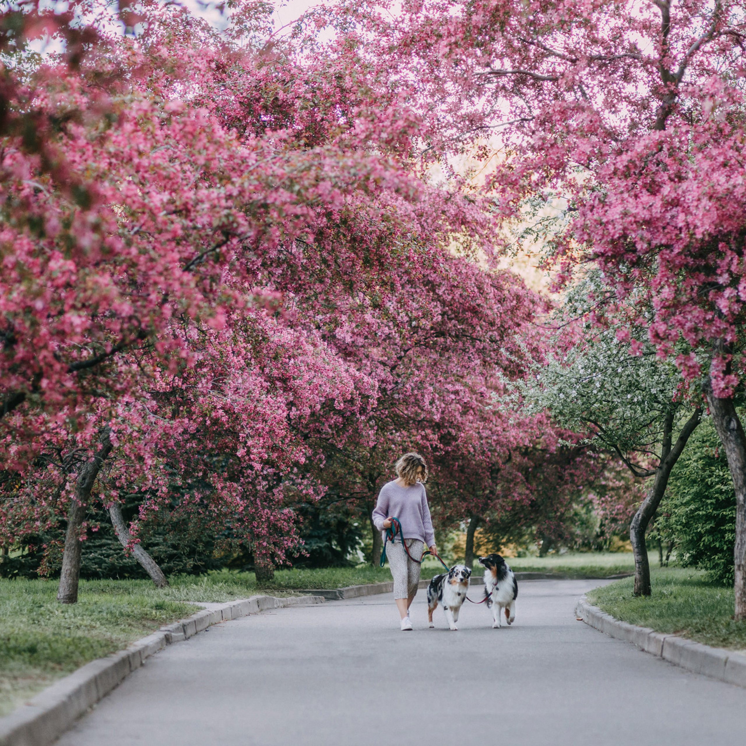 Анна, Чарли и Ева
