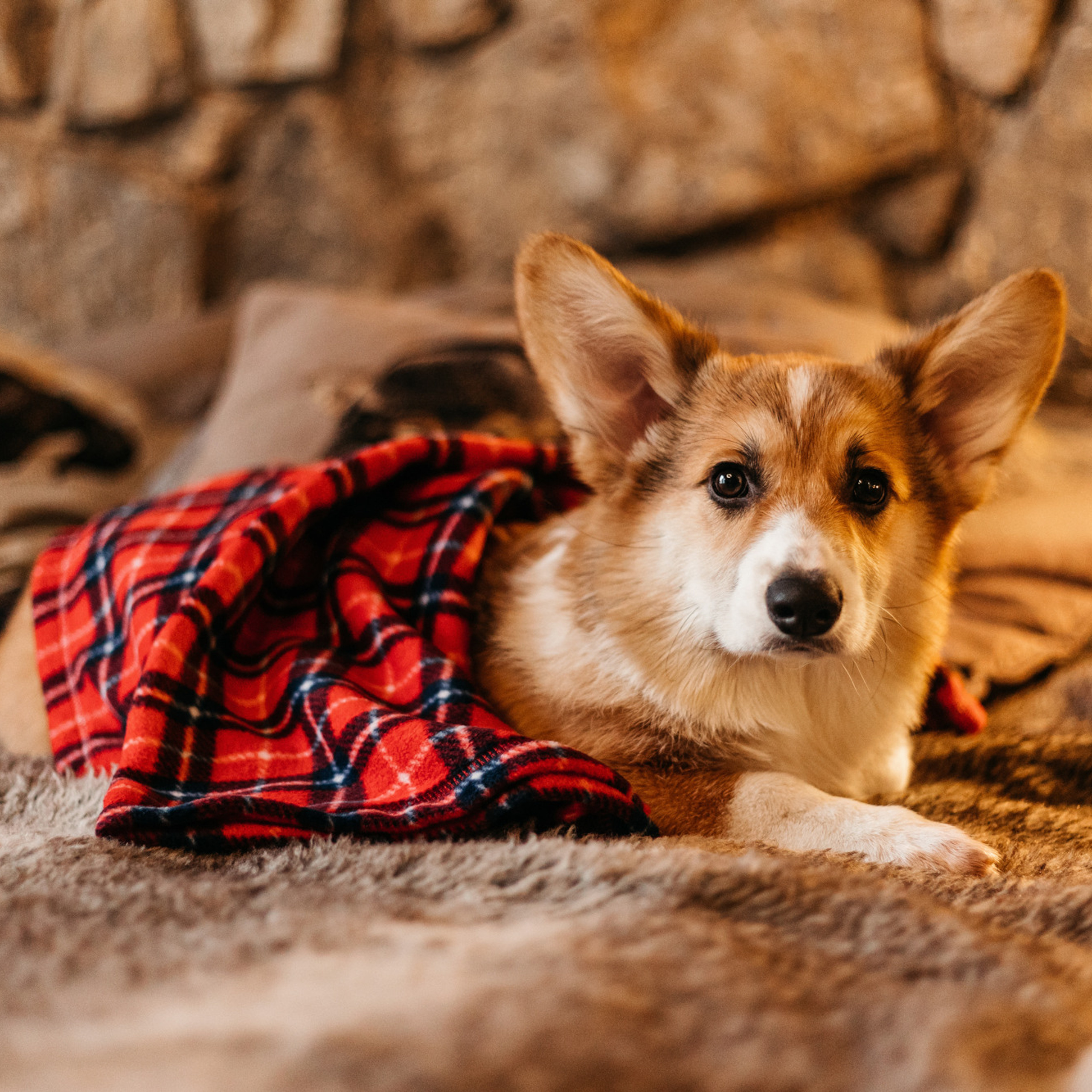 Корина и Моцарт