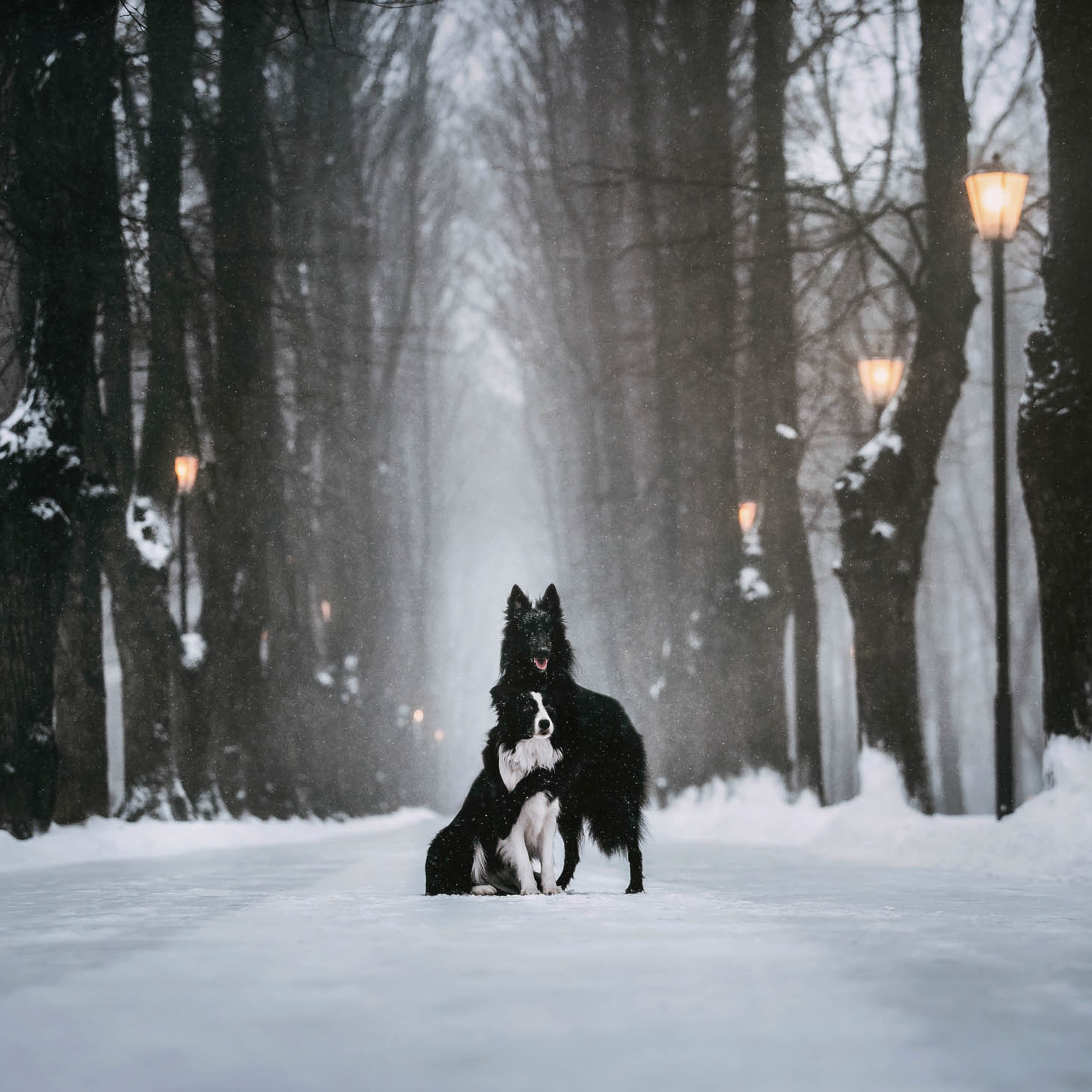 Мерлин и Адидас