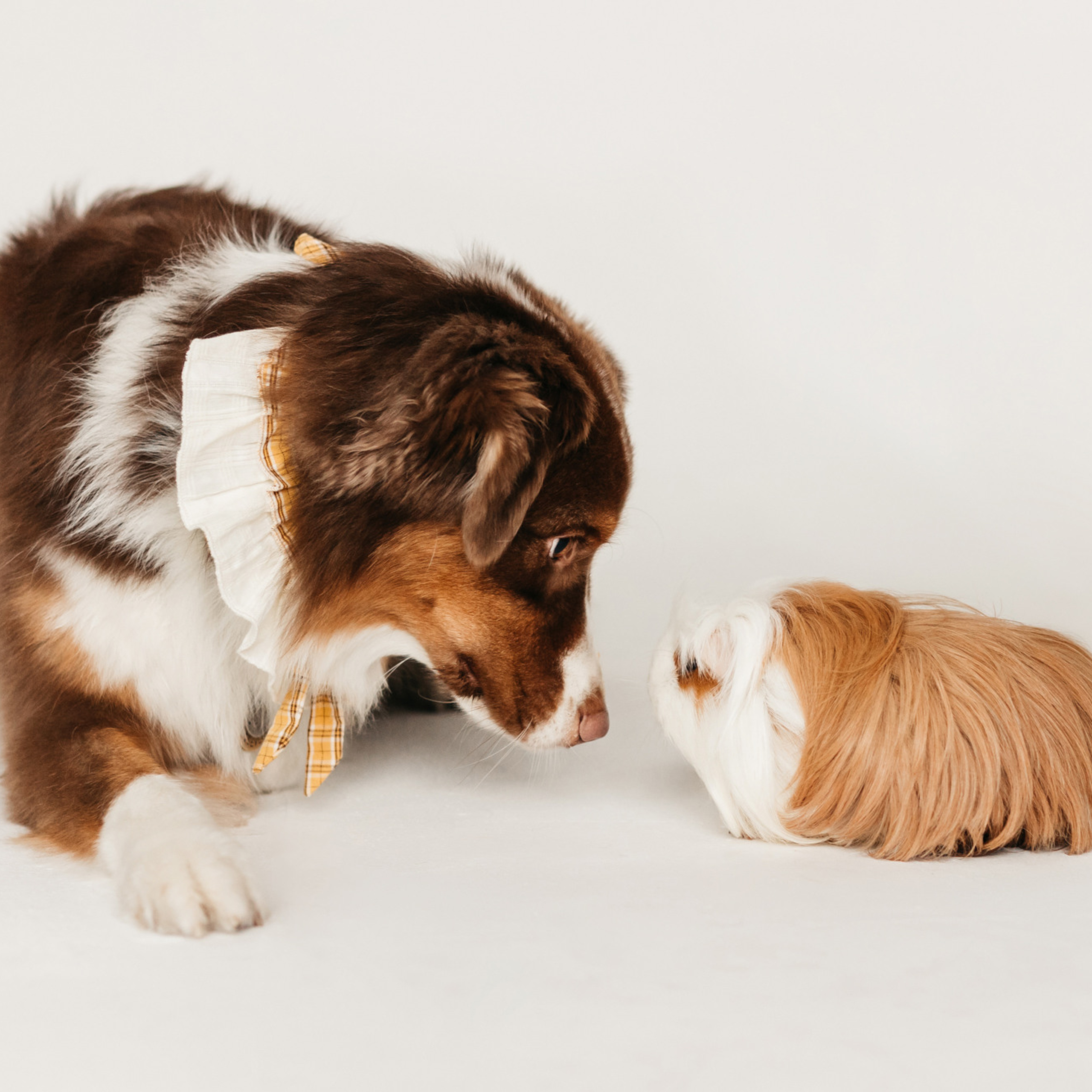 Ками и Кекс