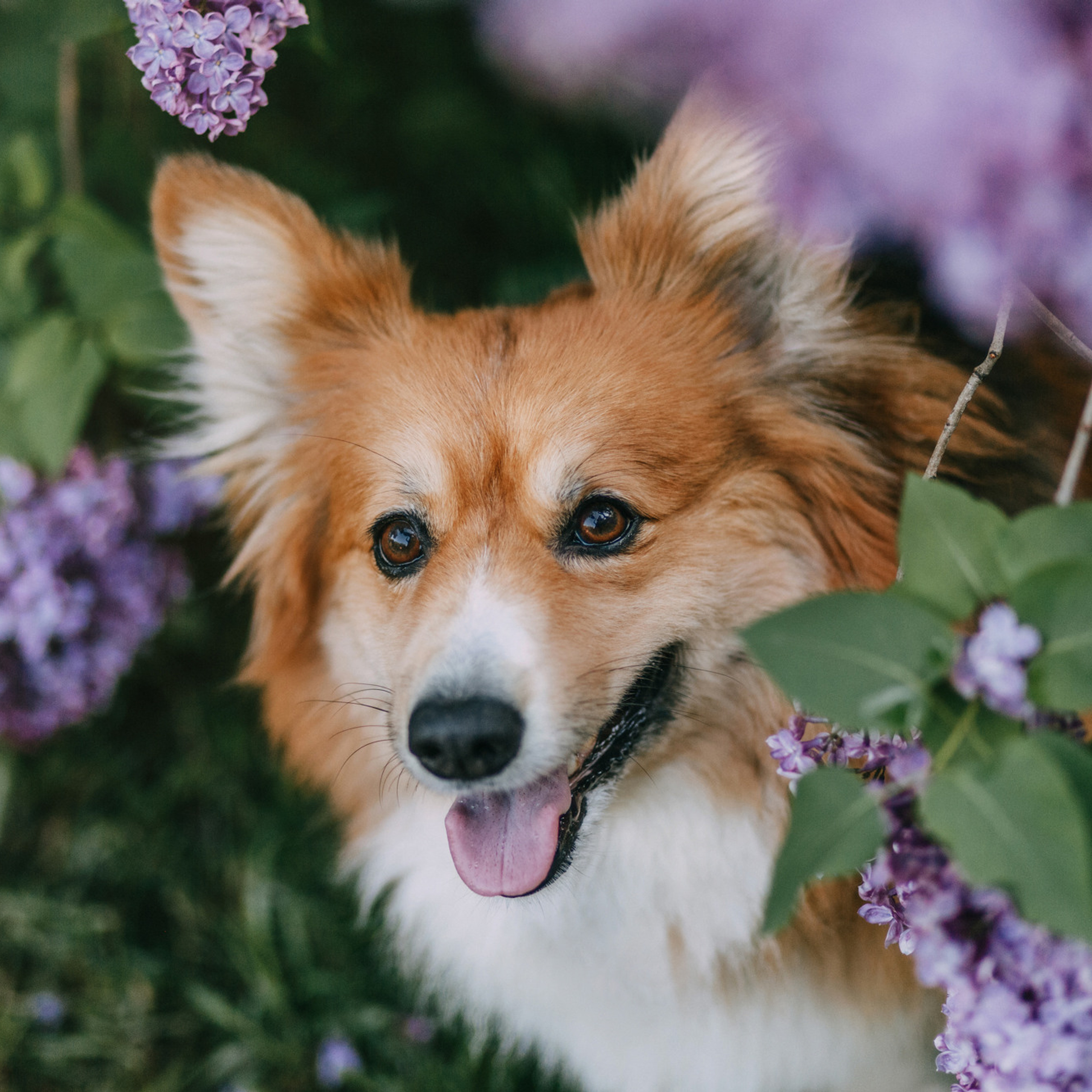 Аша и Робби