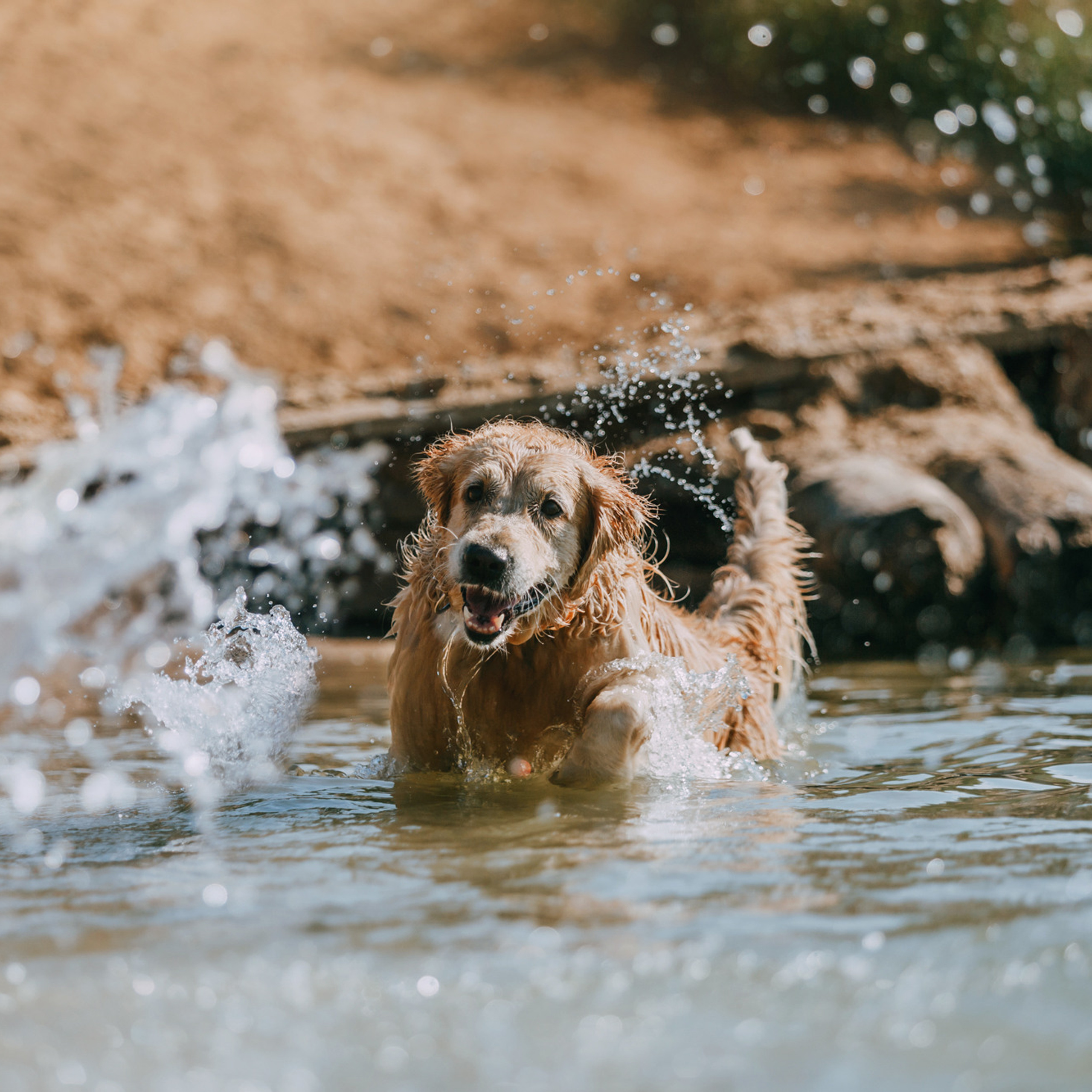 Бэлла и Альма