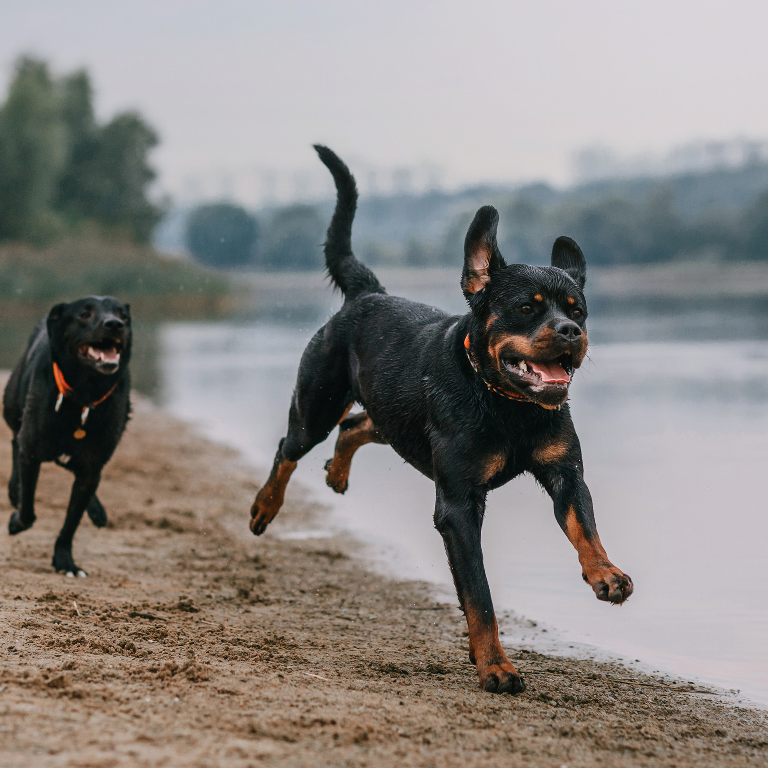 Отзывы. Фотограф-анималист Елена Радченко, Москва
