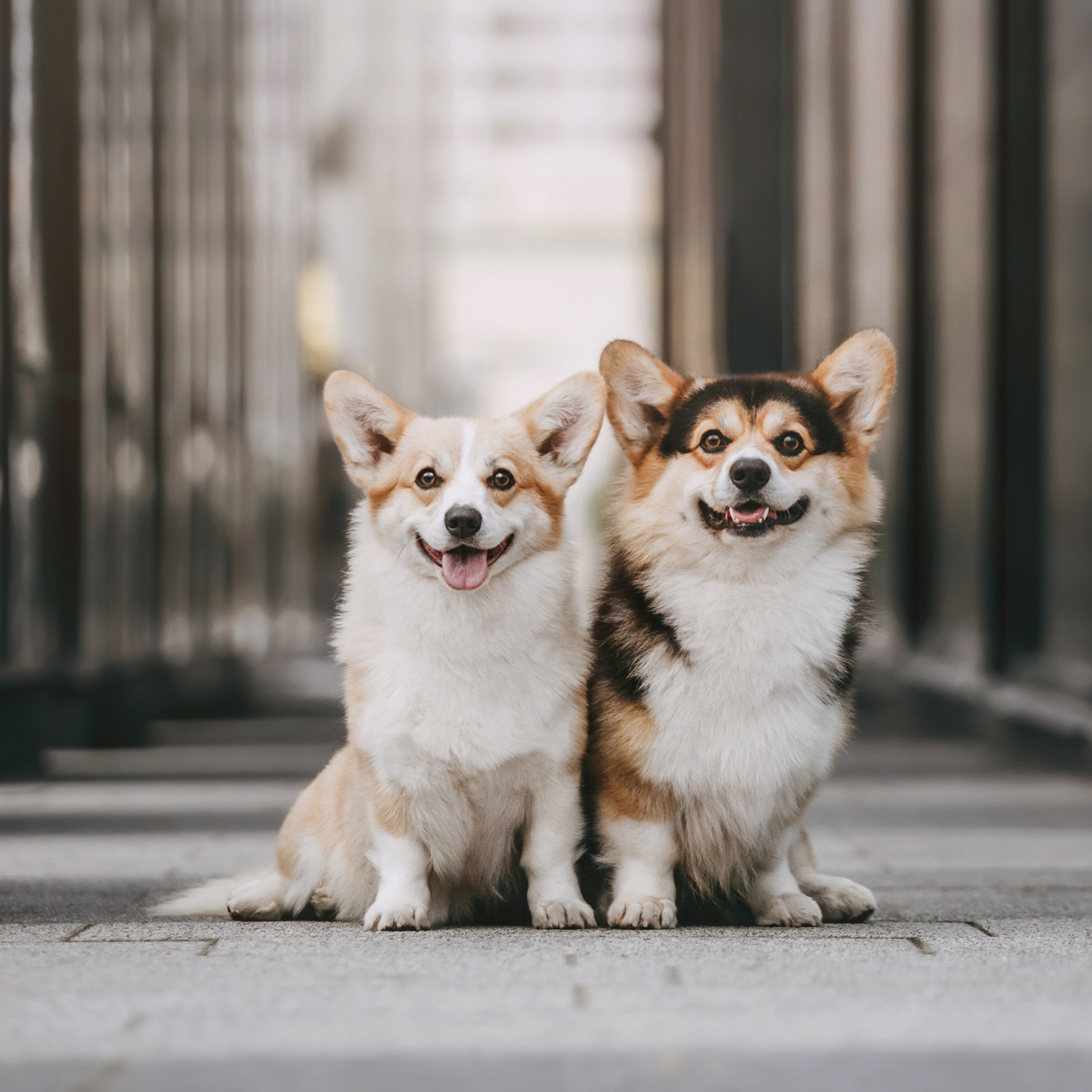 Алеся и корги