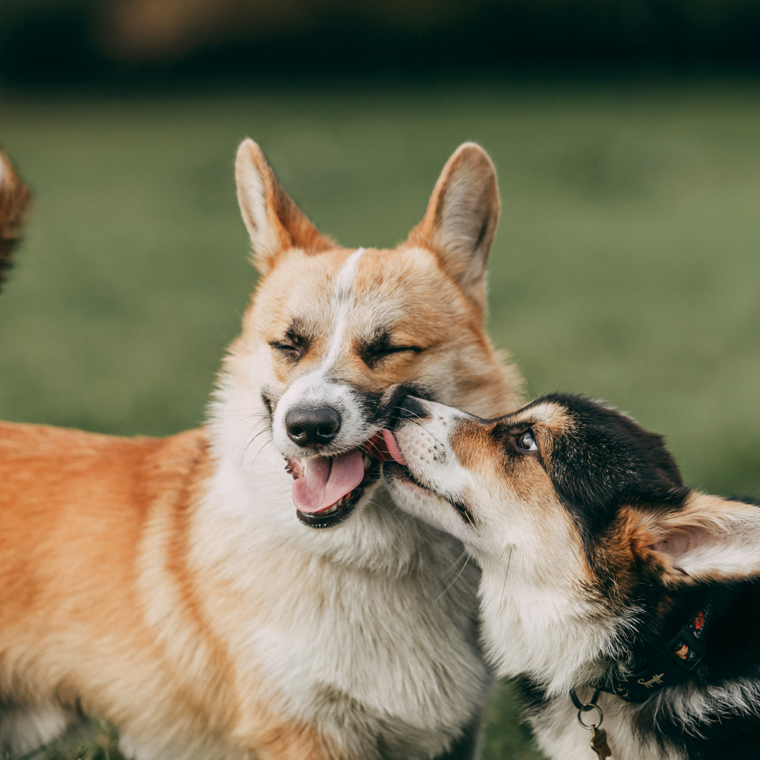 День рождения Габи