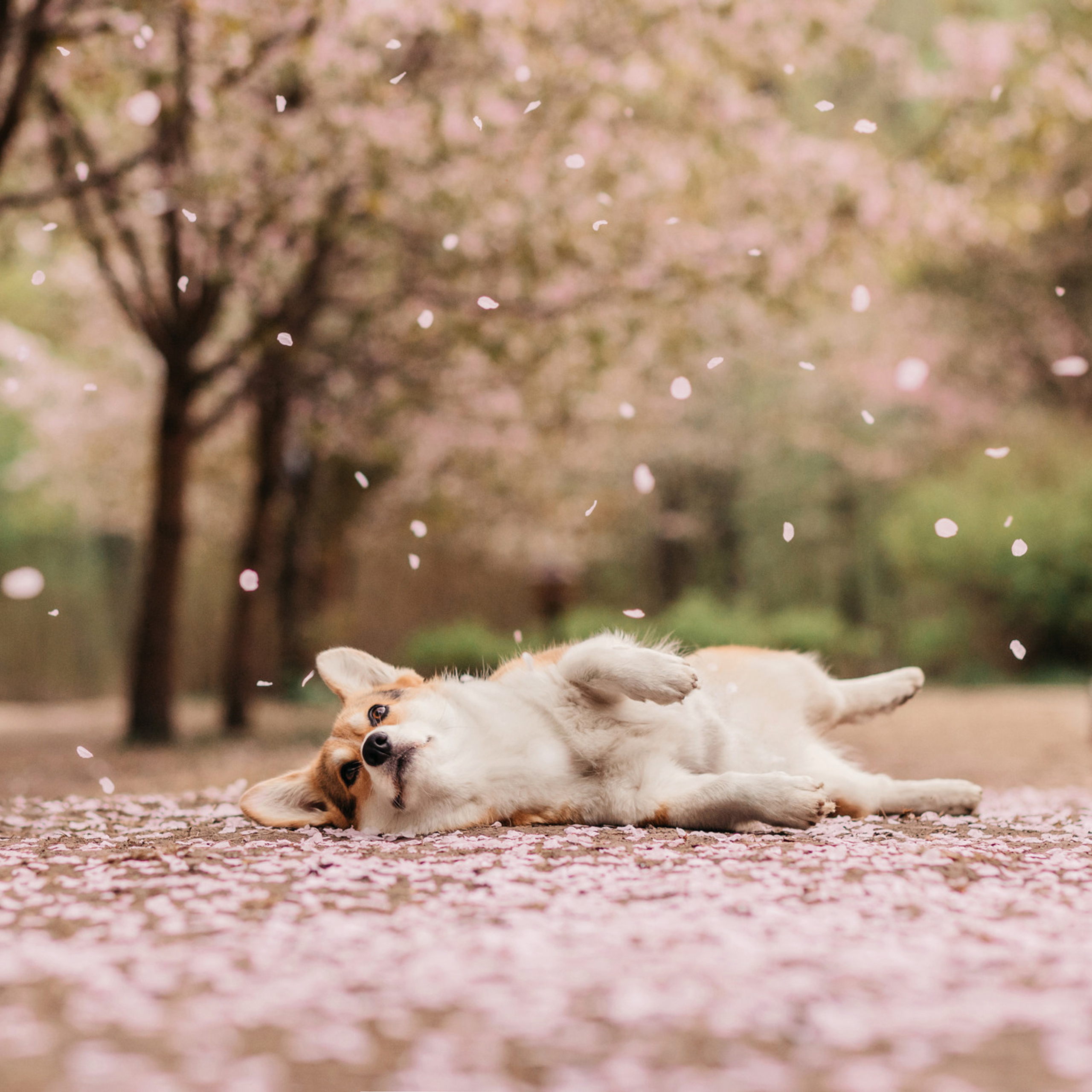 Анна, Рустам и Габи