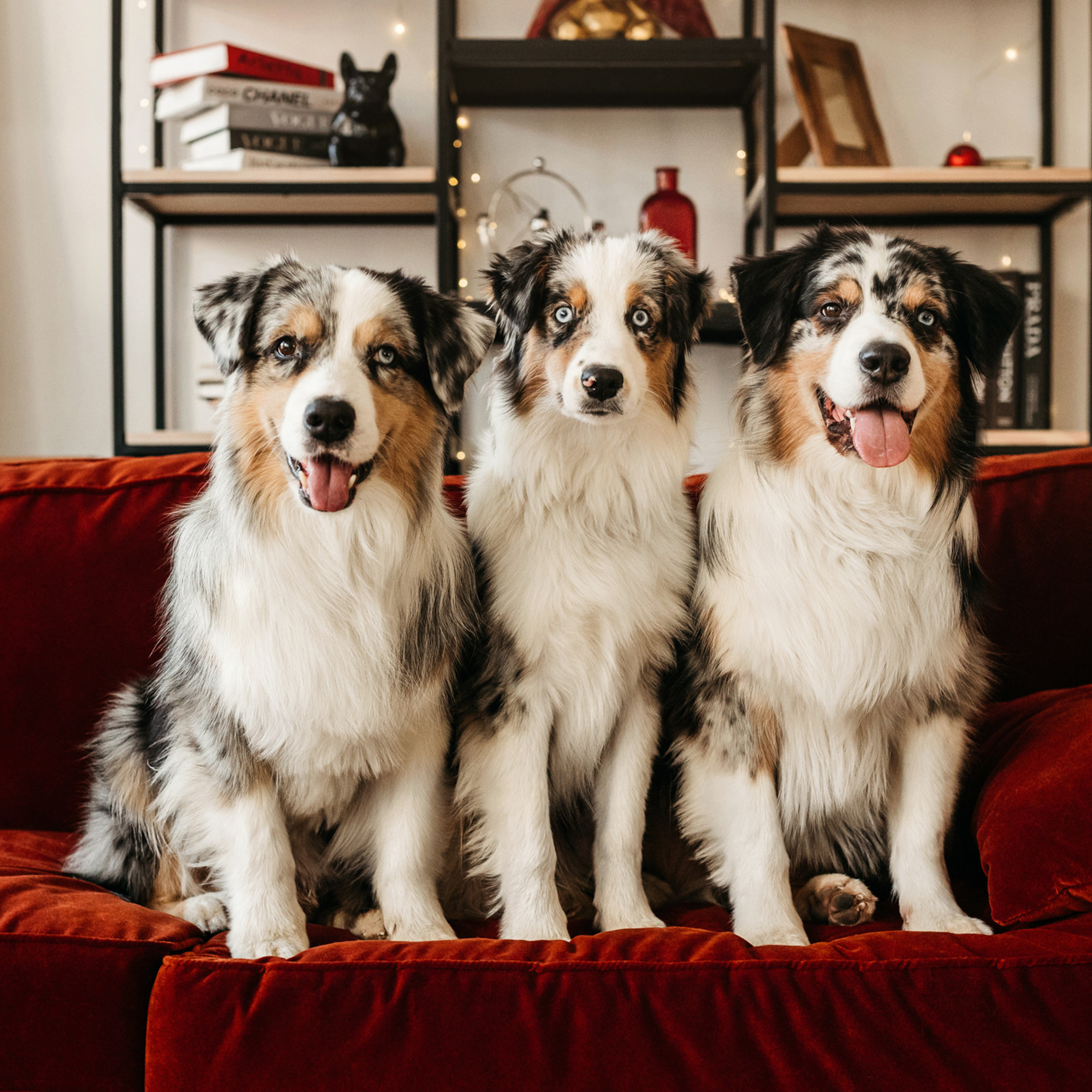 Настя и аусси