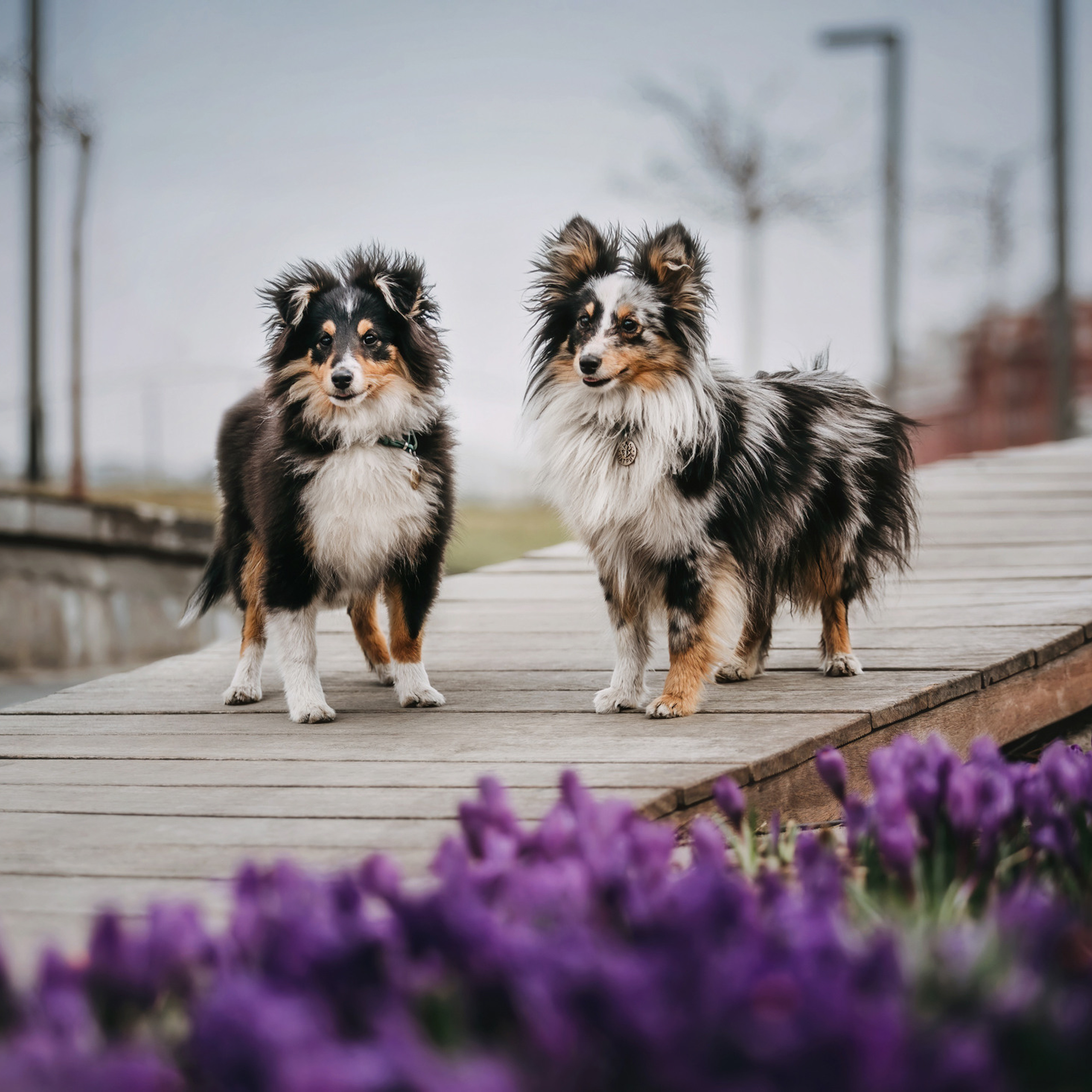 Патрик и Руфус