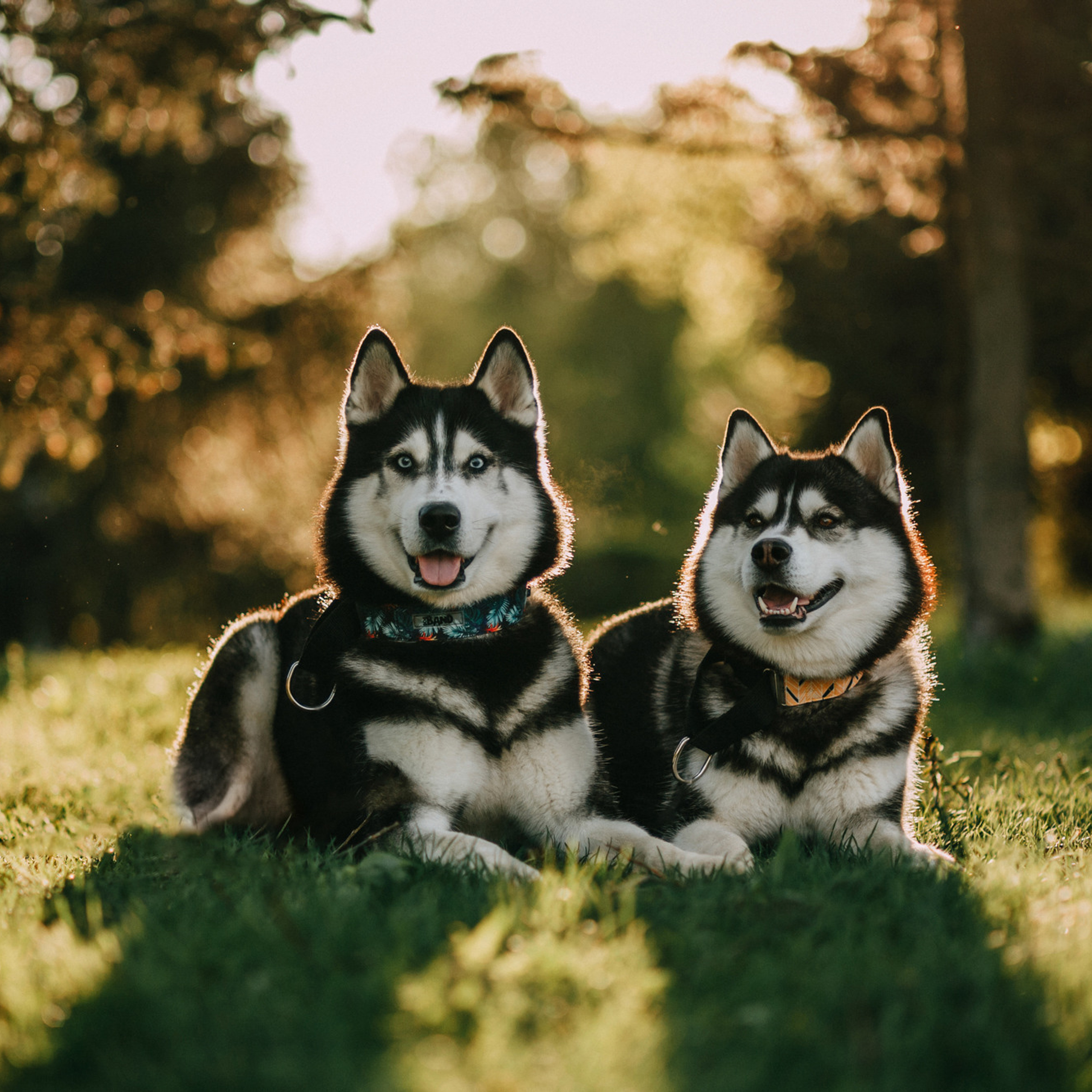 Отзывы. Фотограф-анималист Елена Радченко, Москва