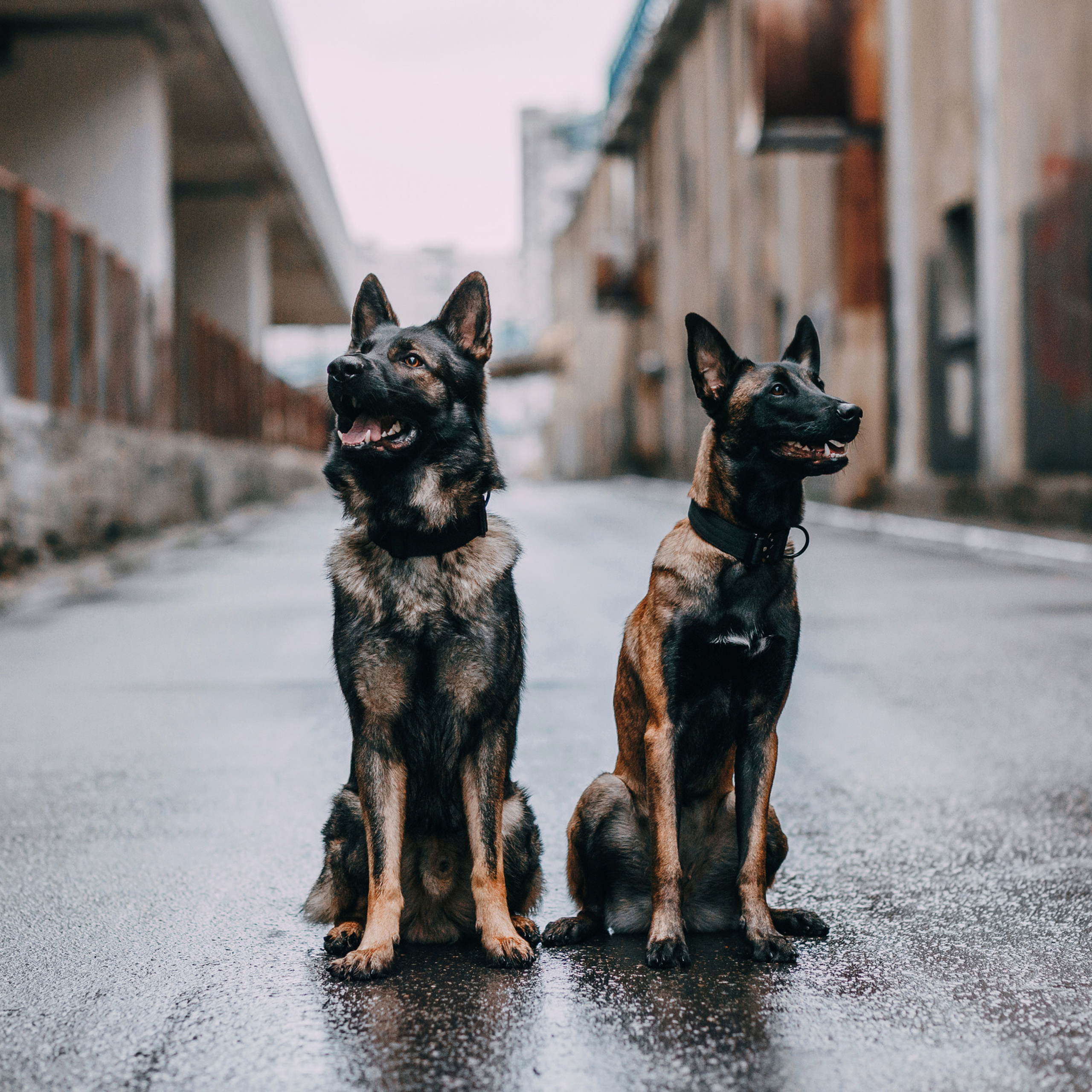Отзывы. Фотограф-анималист Елена Радченко, Москва