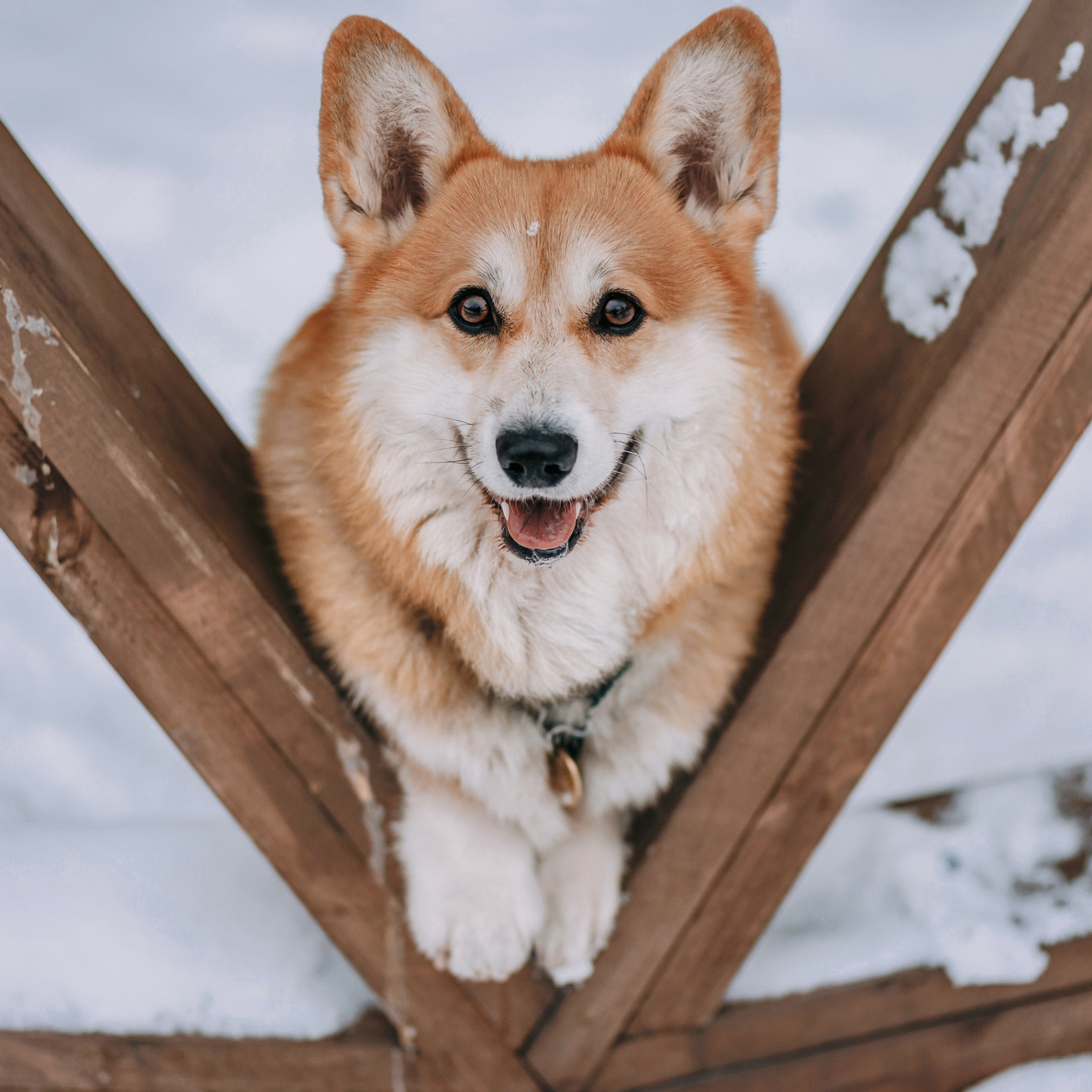 Отзывы. Фотограф-анималист Елена Радченко, Москва