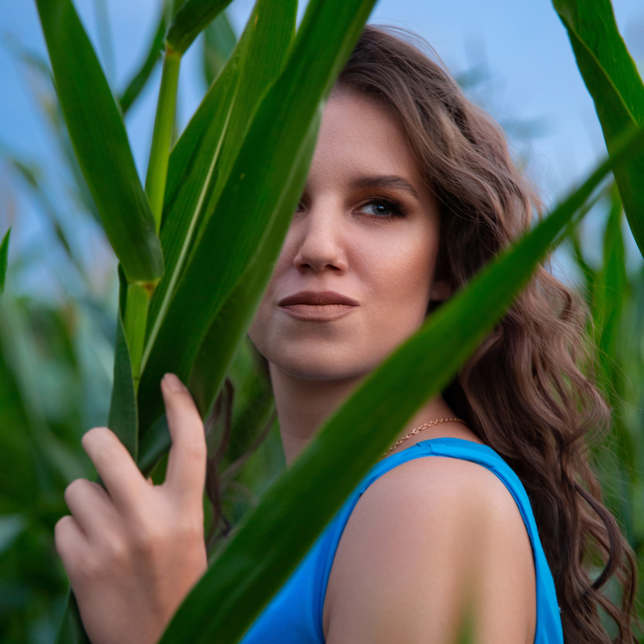 Кукурузное поле