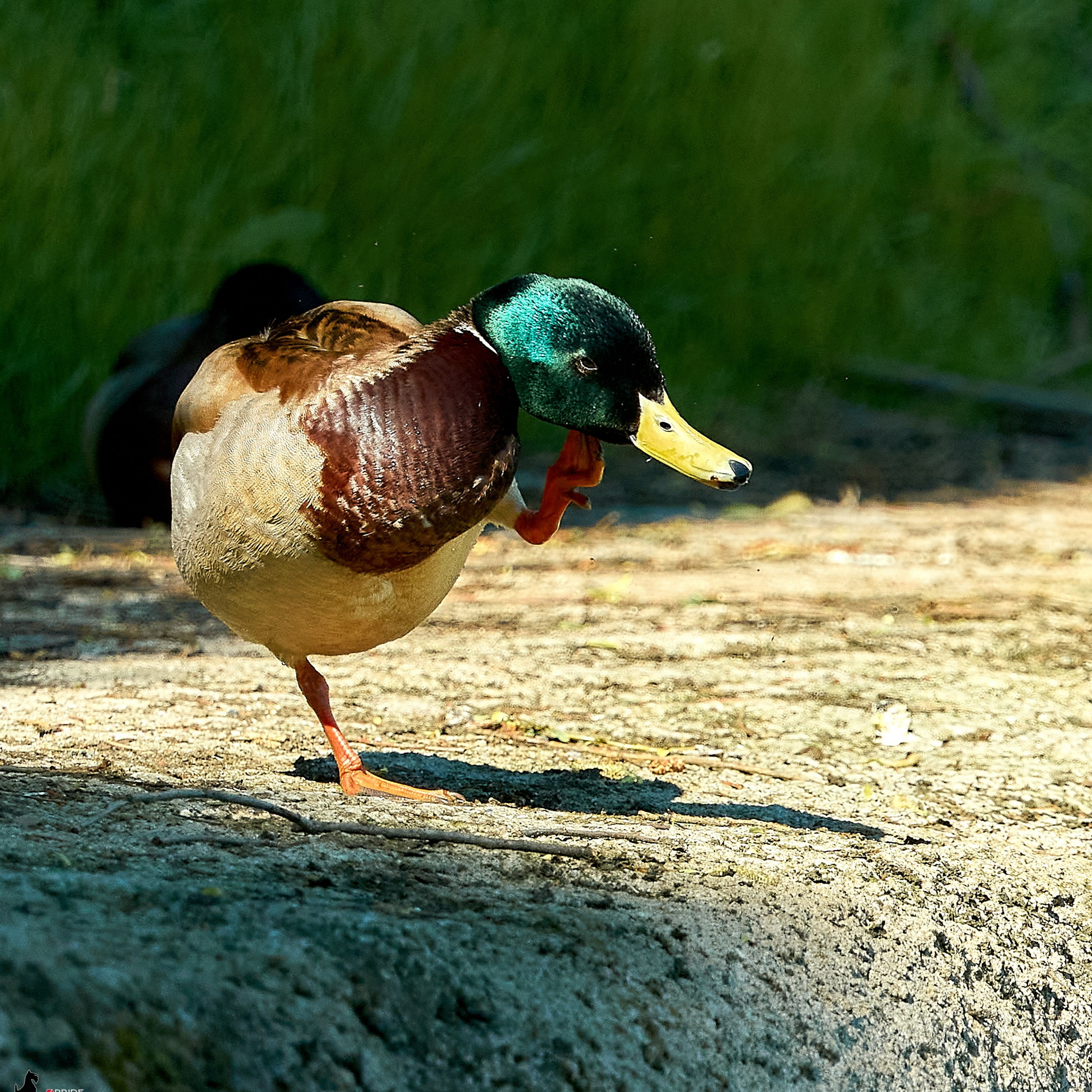 Отчеты о съемках — NATRIEL