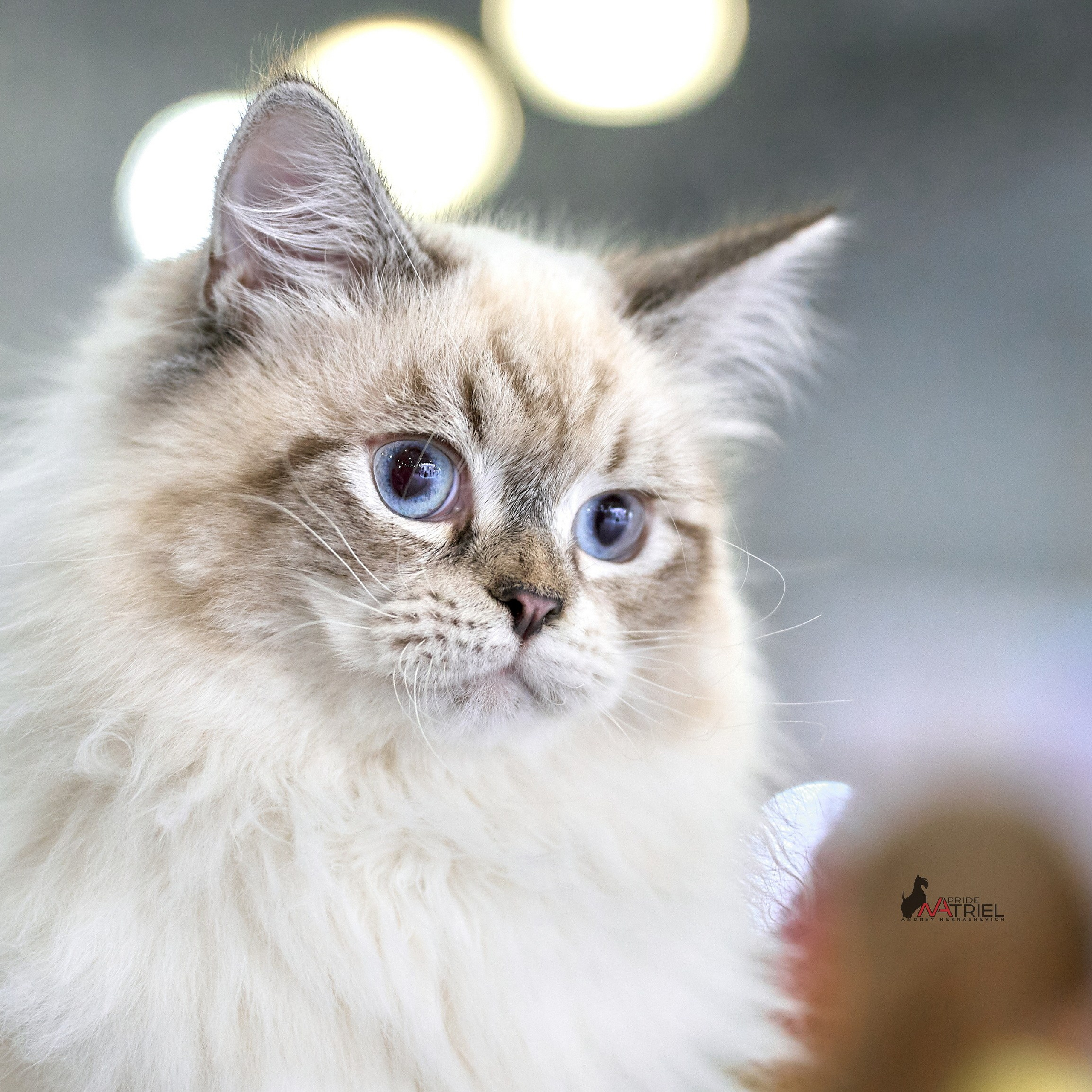 КОШКИ НА ВЫСТАВКАХ