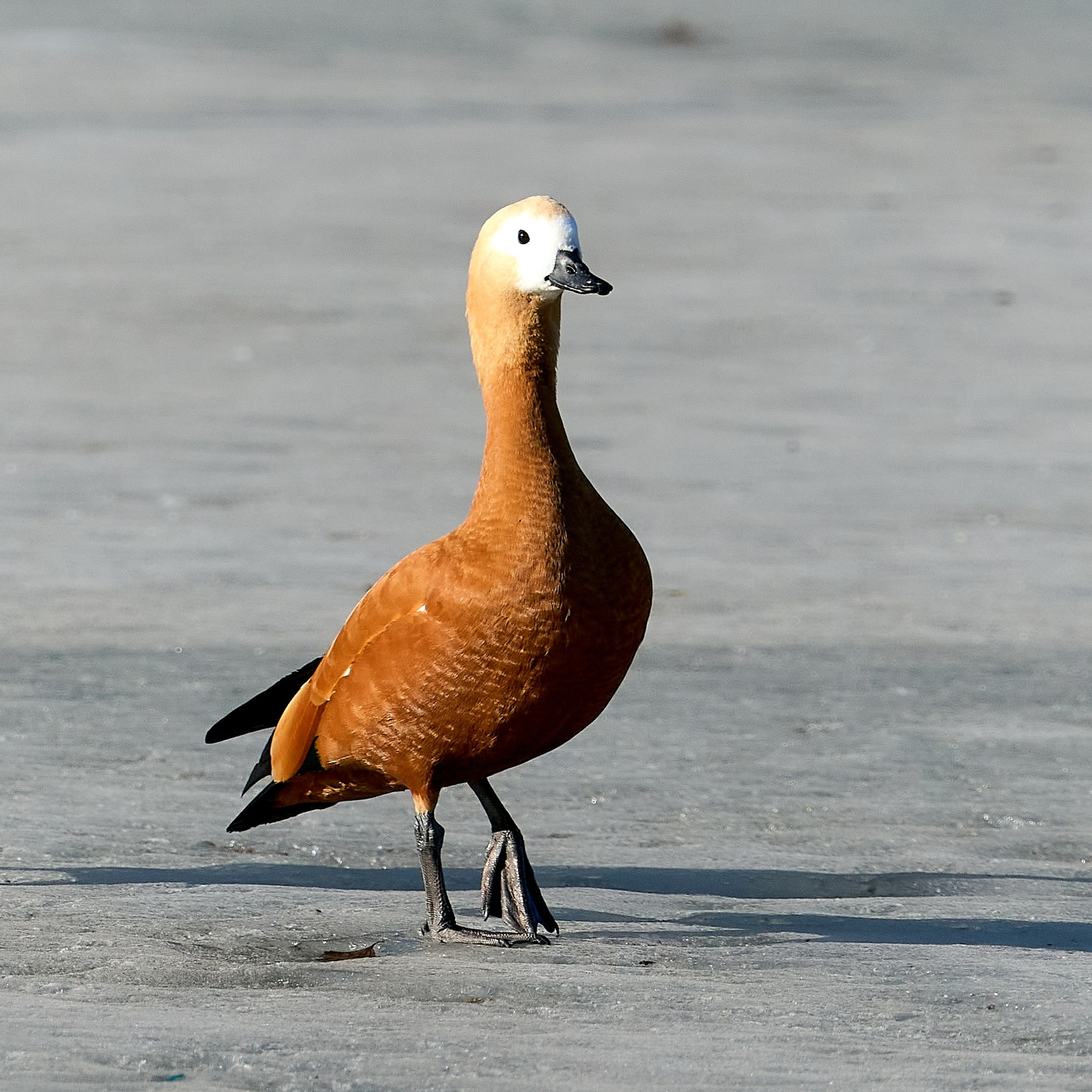 Отчеты о съемках — NATRIEL