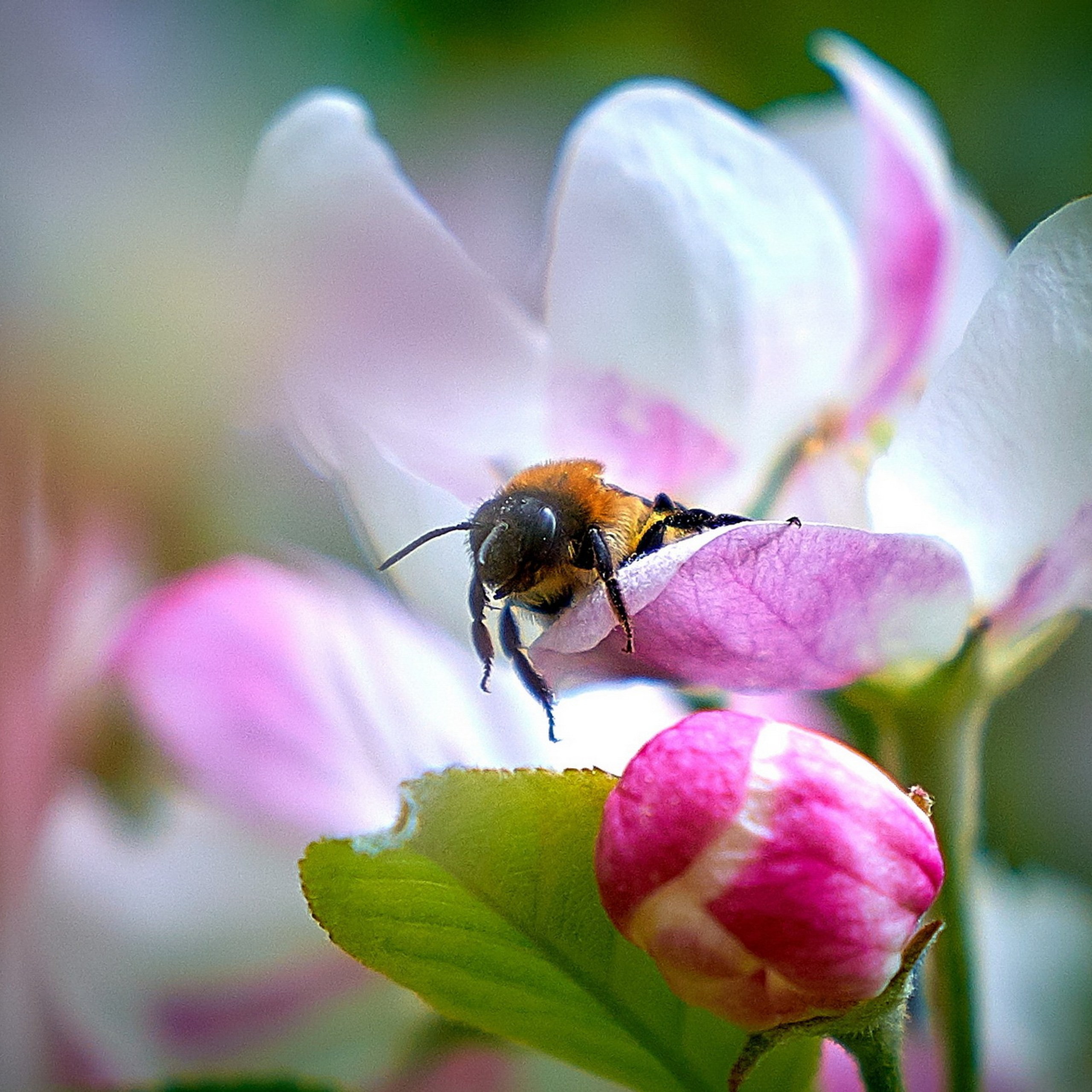 МАКРО-НАСЕКОМЫЕ
