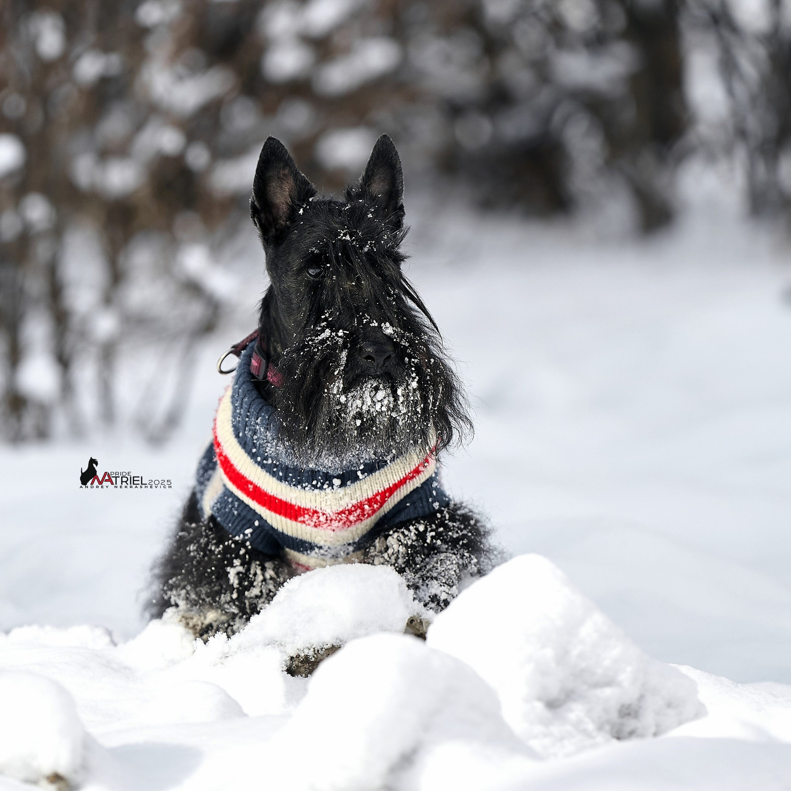 Отчеты о съемках — NATRIEL