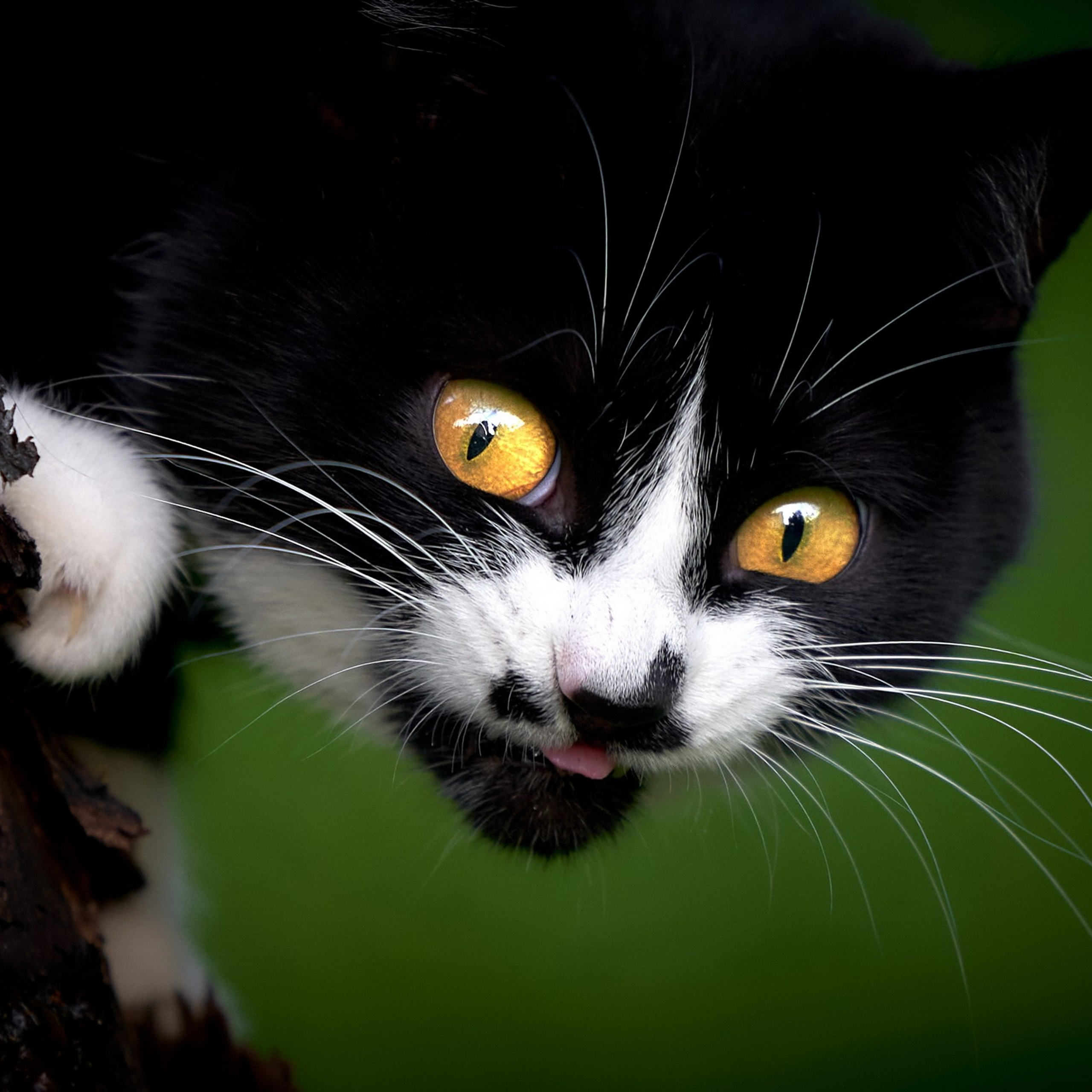 ДОМАШНИЕ КОШКИ