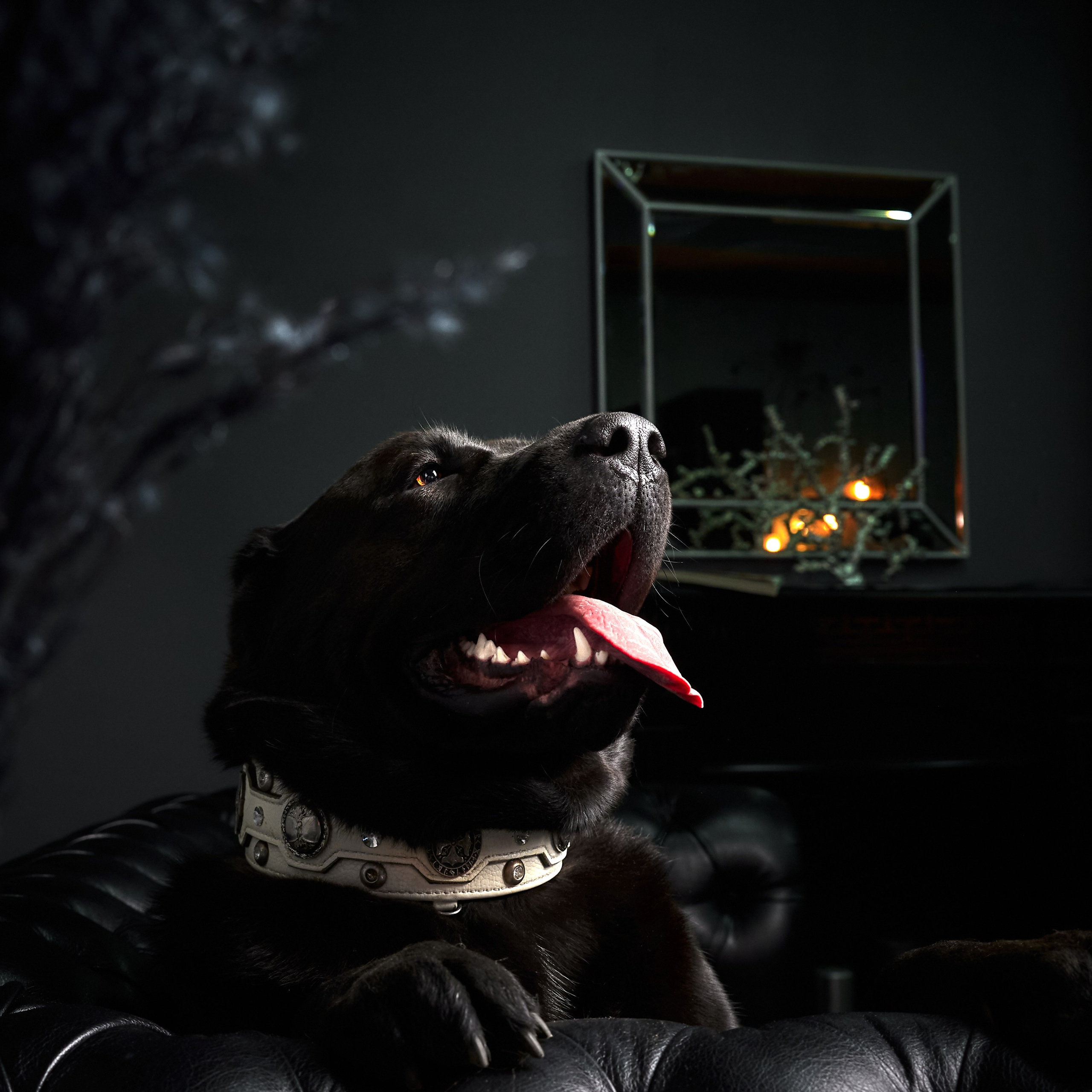 СОБАКИ В СТУДИИ