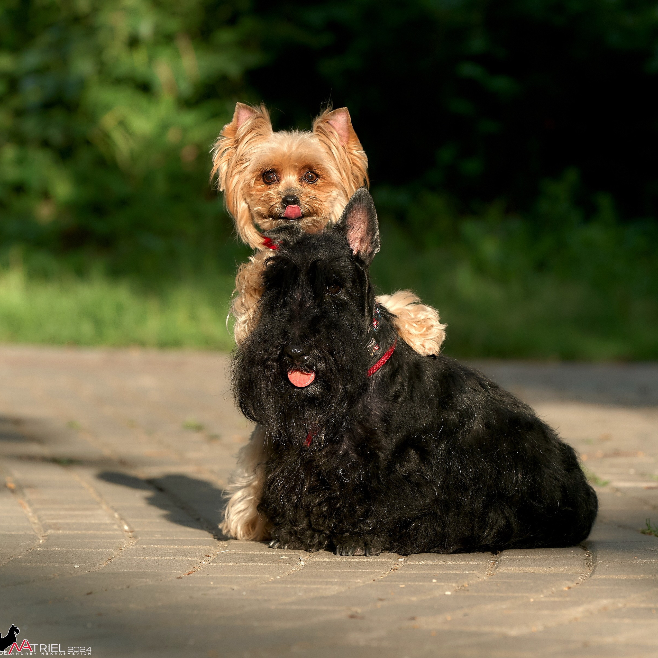 Отчеты о съемках — NATRIEL