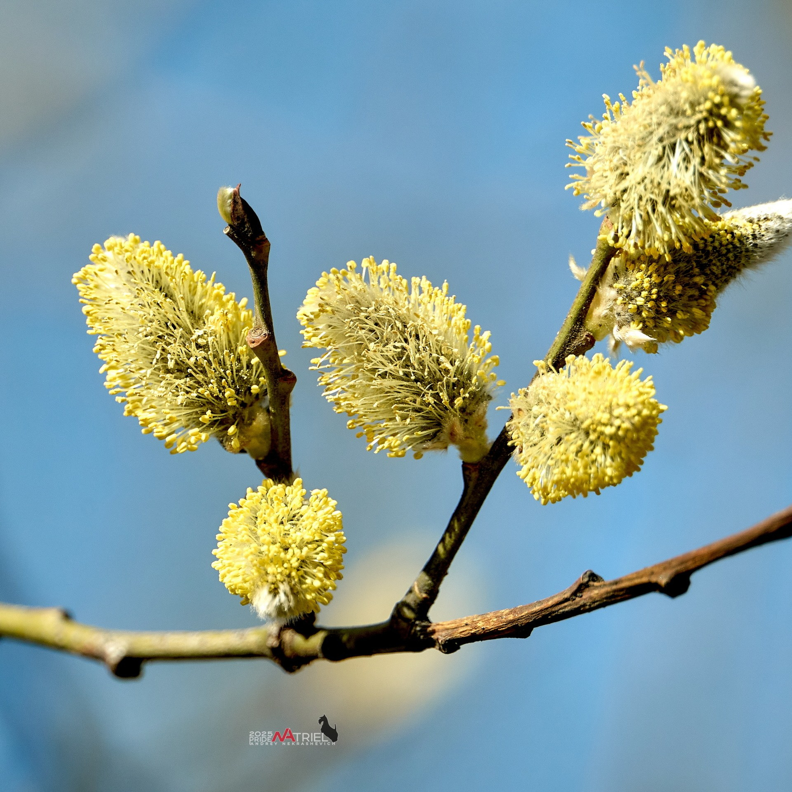 Отчеты о съемках — NATRIEL