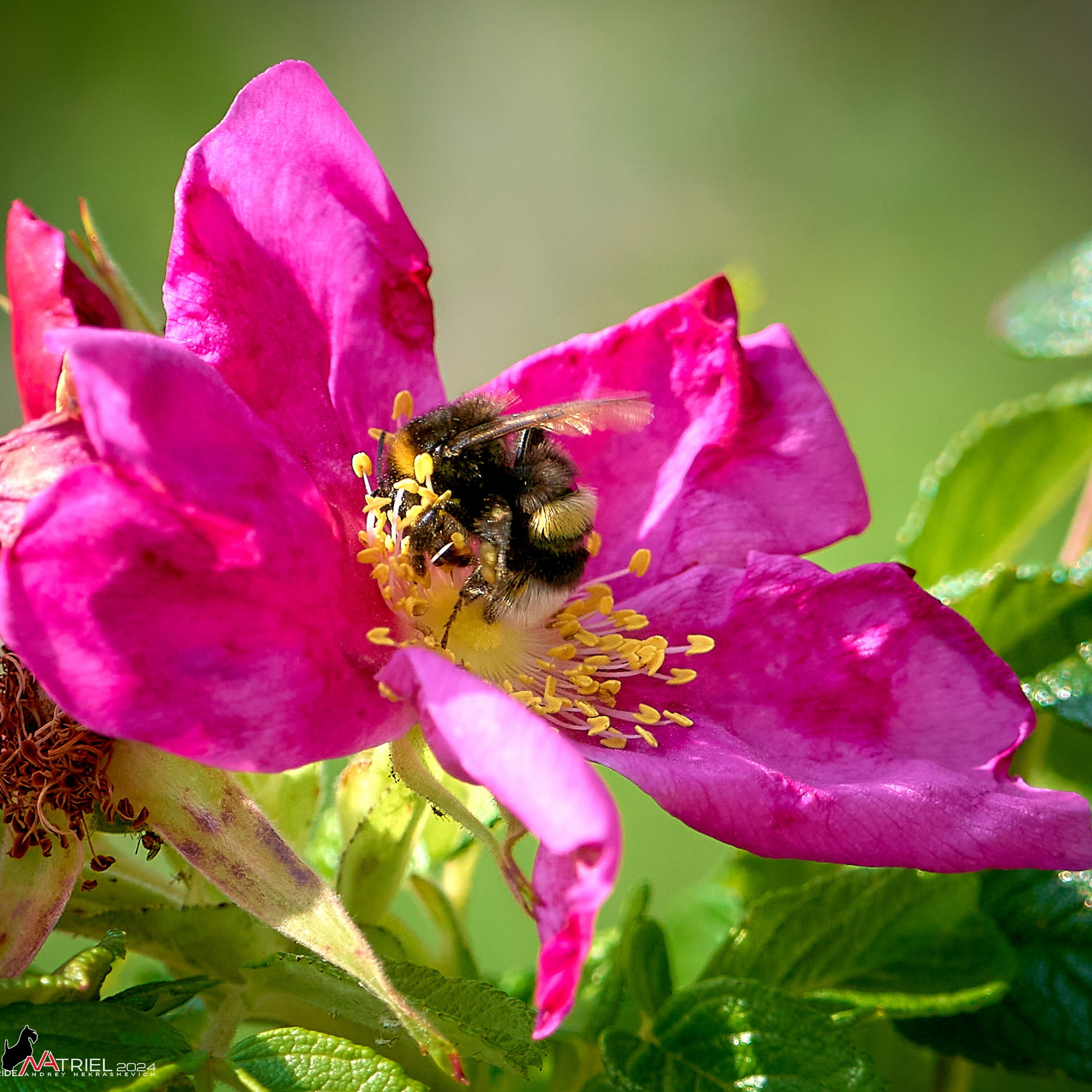 Отчеты о съемках — NATRIEL