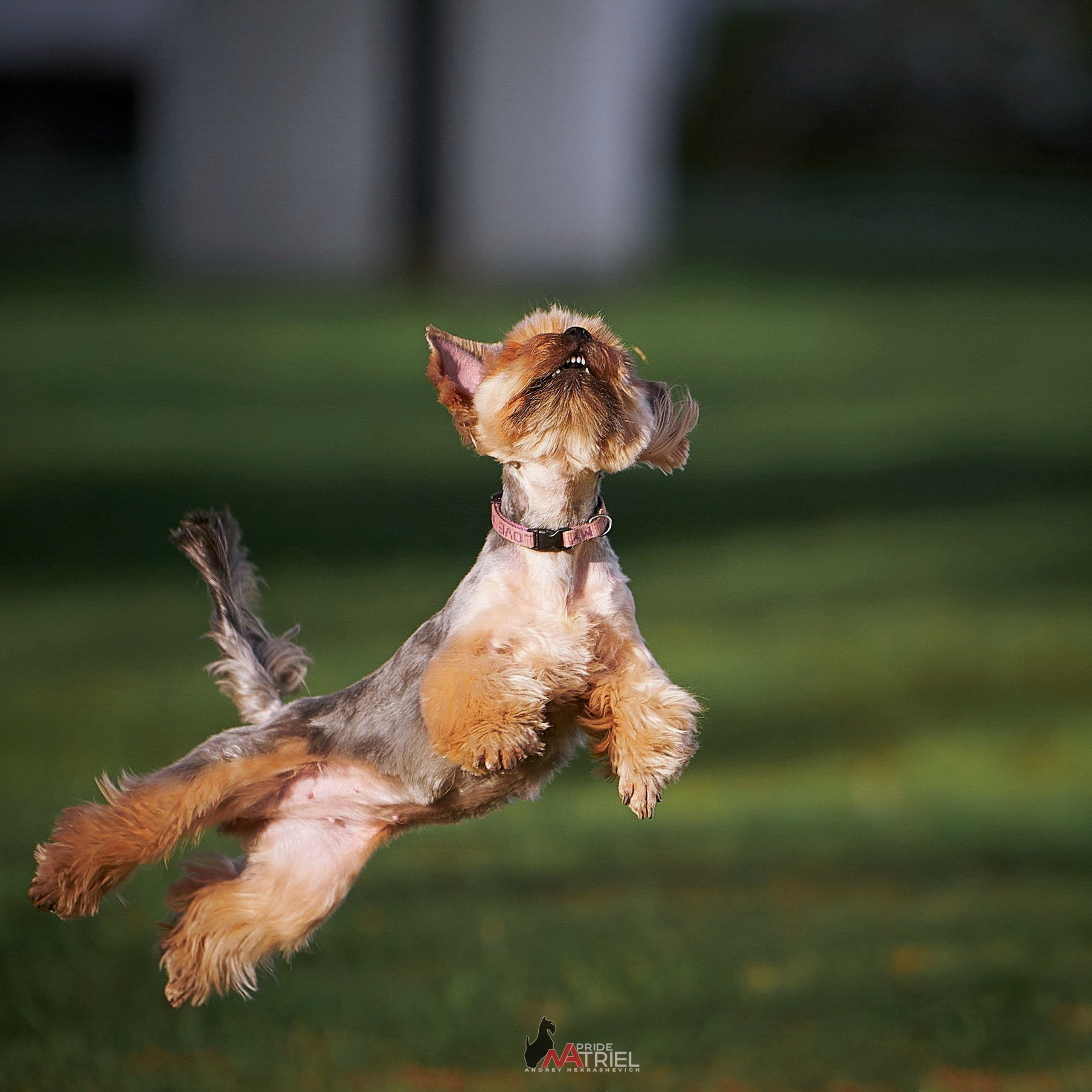 АКТИВНАЯ ПРОГУЛКА