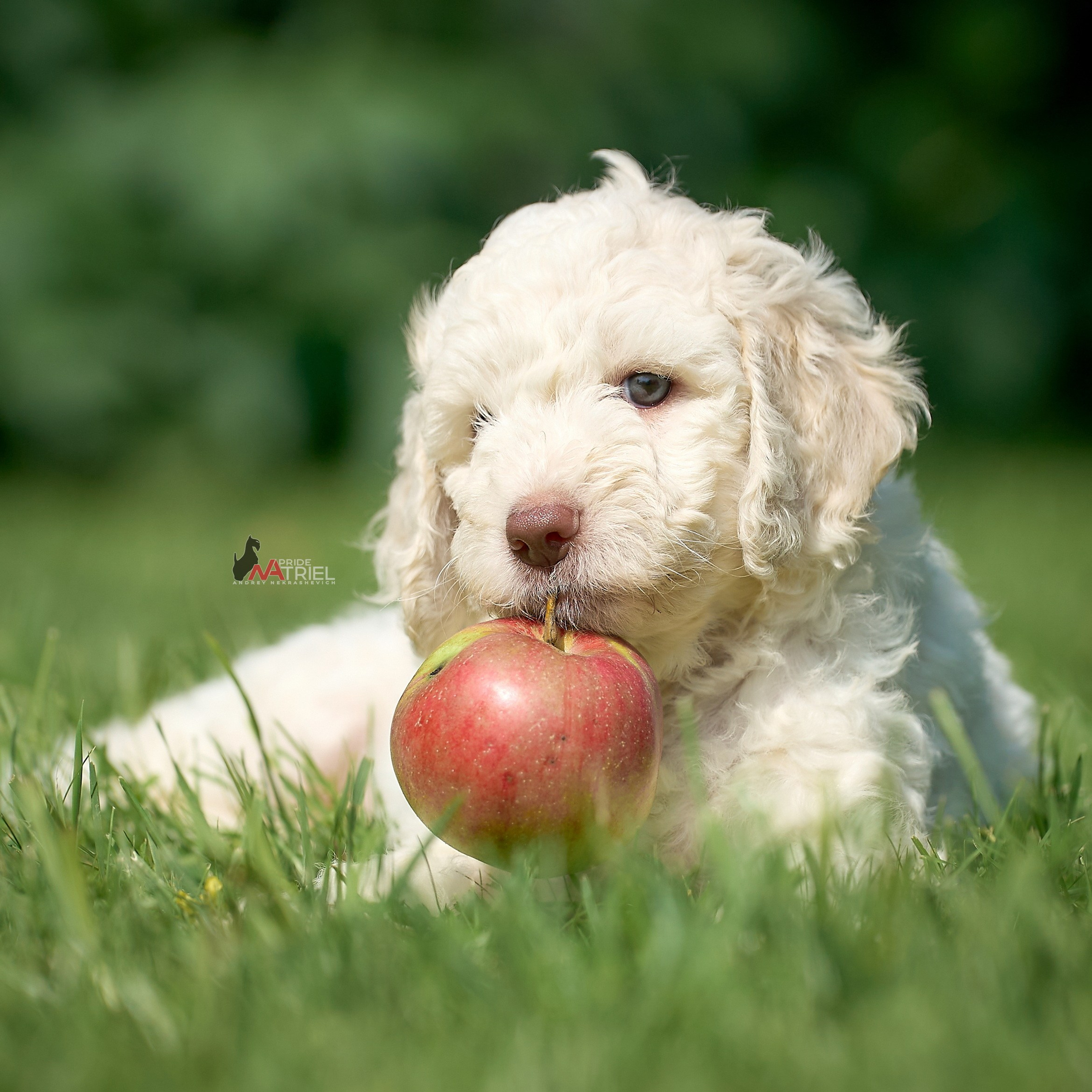ЩЕНКИ НА ПРОГУЛКЕ