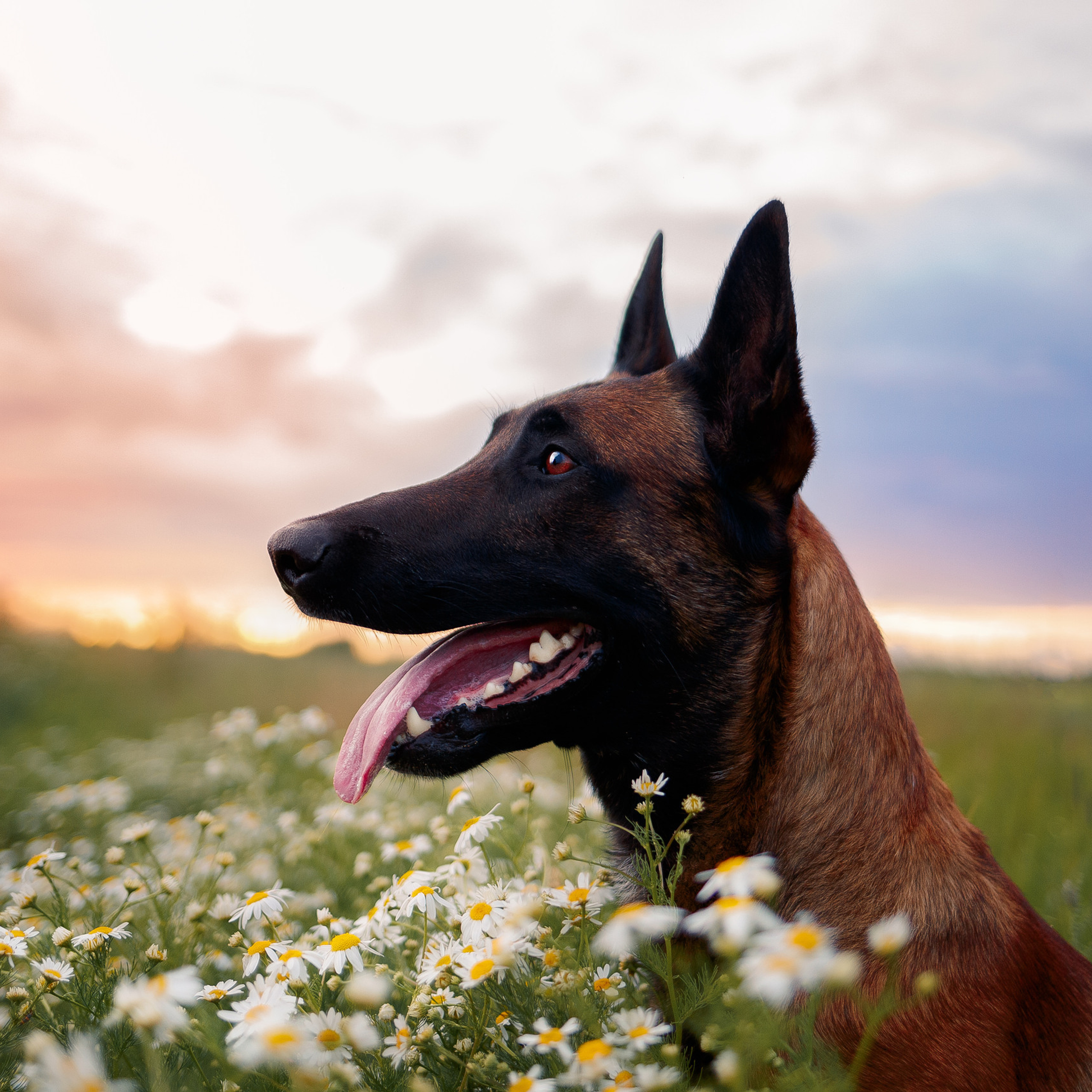 Отзывы. Фотограф-анималист Наталия Чистюхина в г. Сосновый Бор и ЛО