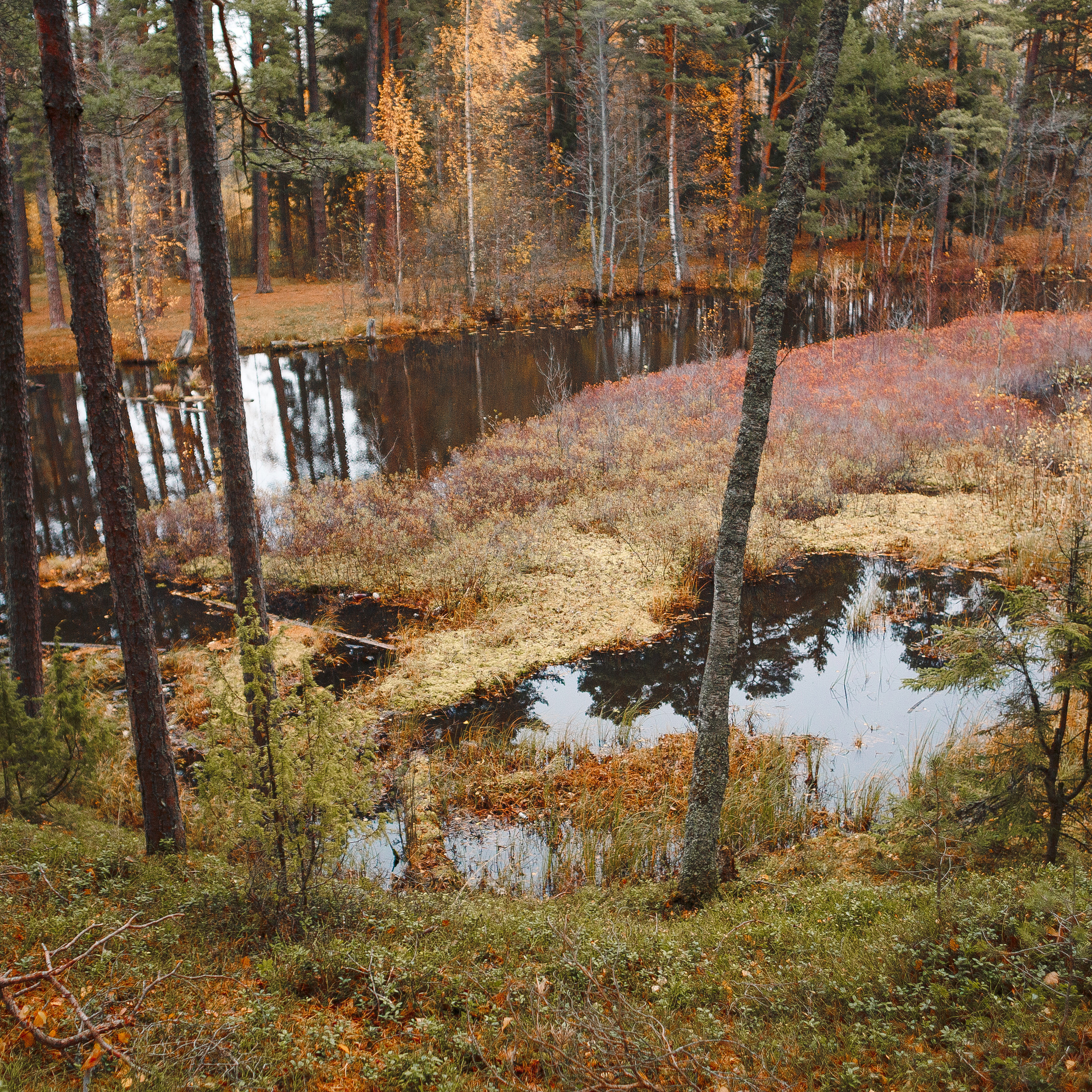 Отзывы. Фотограф-анималист Наталия Чистюхина в г. Сосновый Бор и ЛО