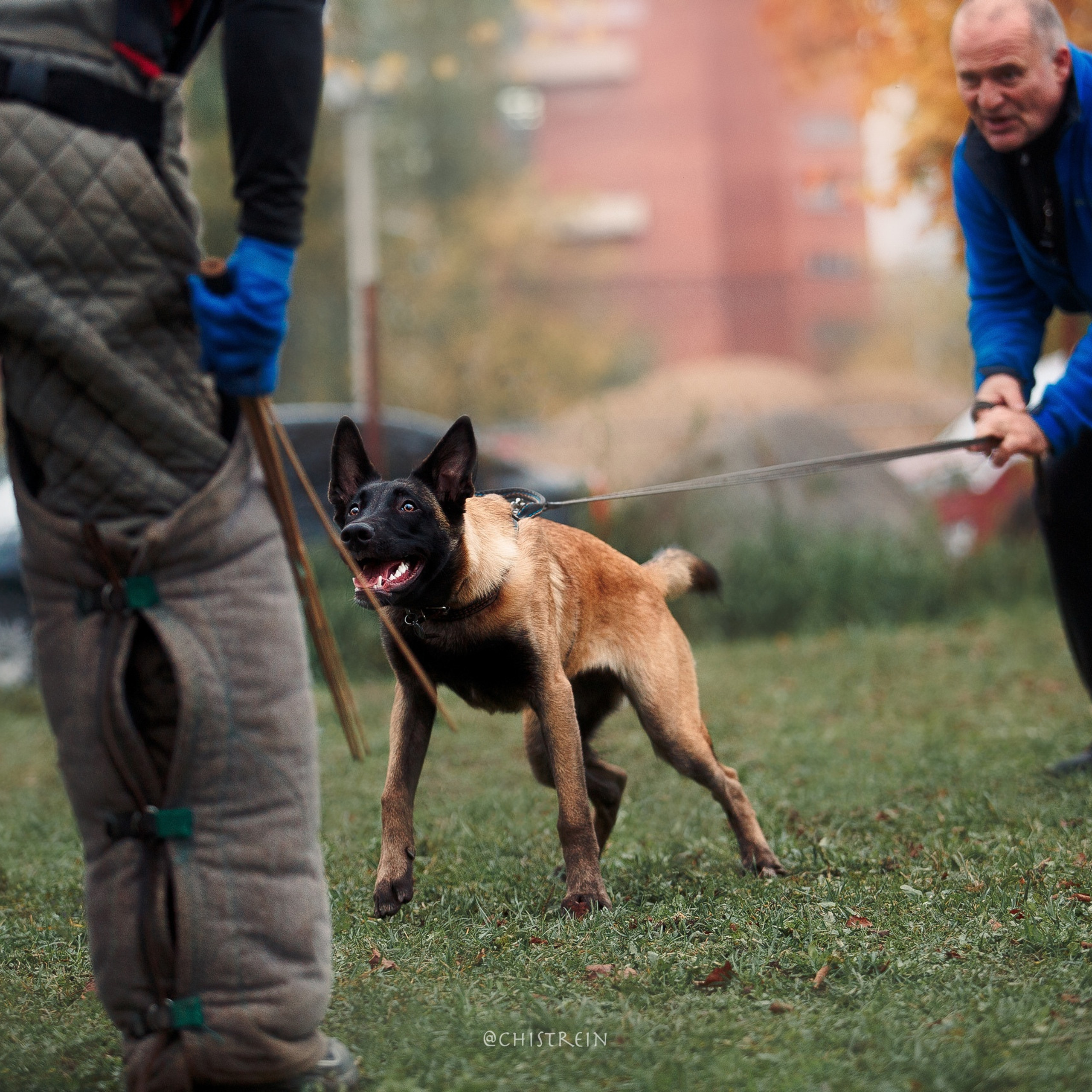 Отзывы. Фотограф-анималист Наталия Чистюхина в г. Сосновый Бор и ЛО