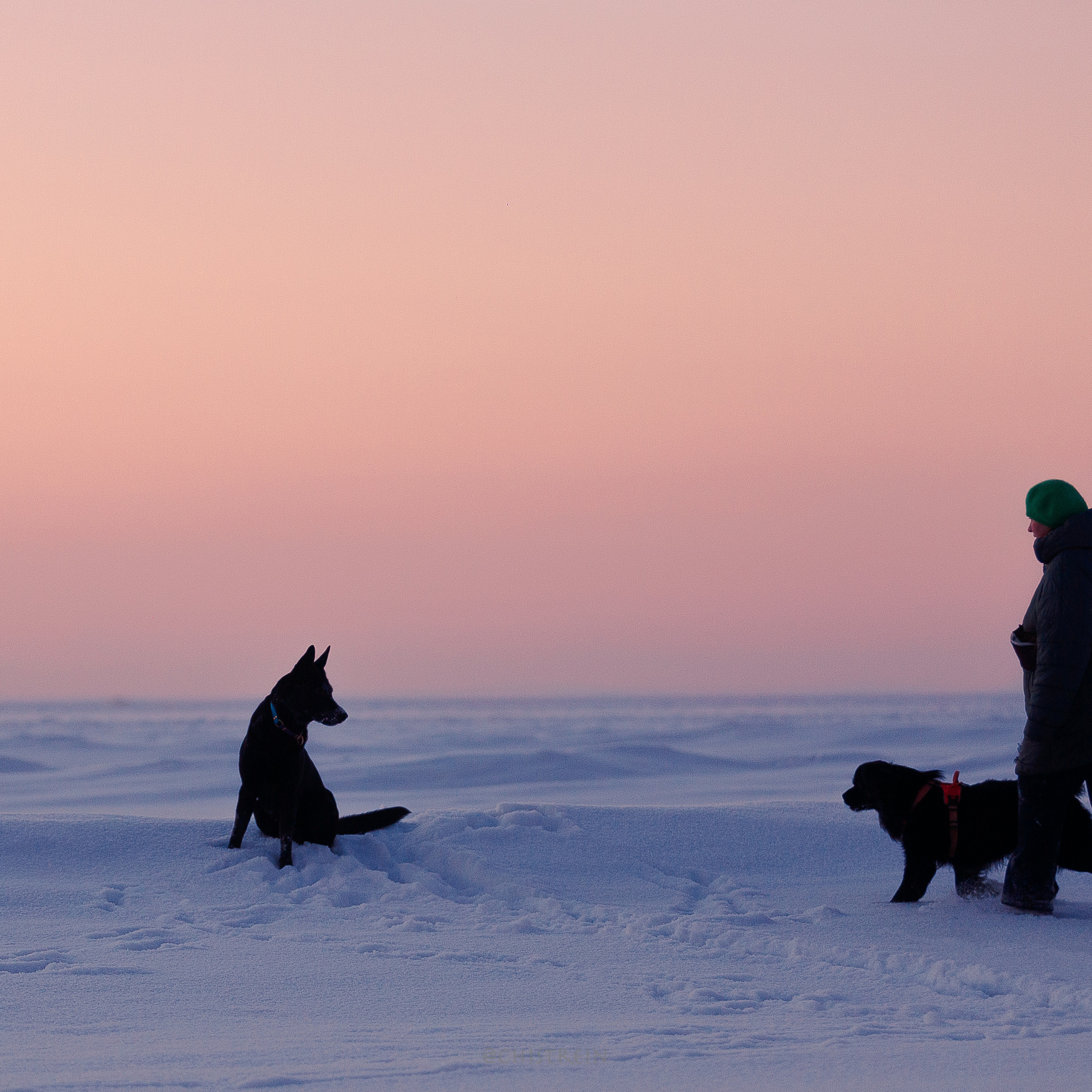 Отзывы. Фотограф-анималист Наталия Чистюхина в г. Сосновый Бор и ЛО