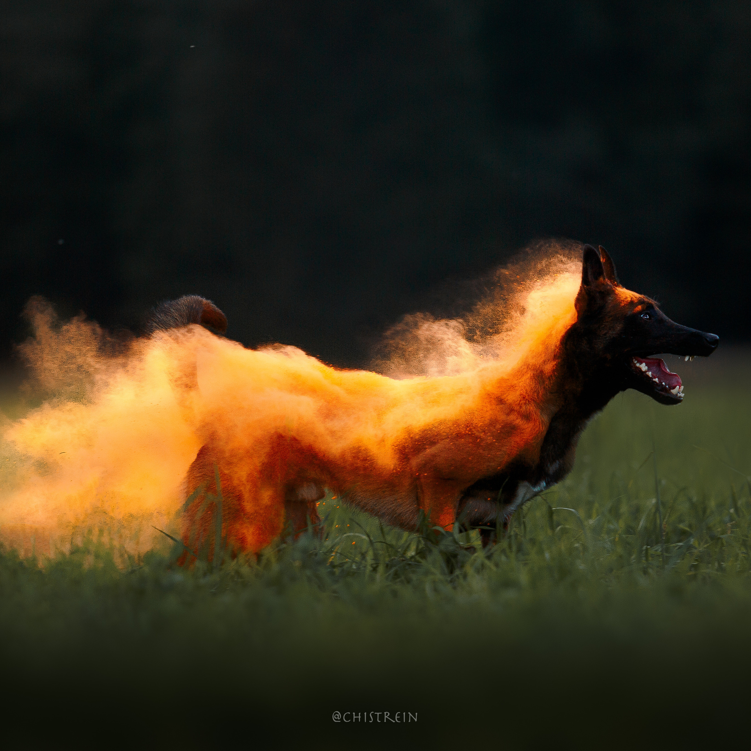 Отзывы. Фотограф-анималист Наталия Чистюхина в г. Сосновый Бор и ЛО