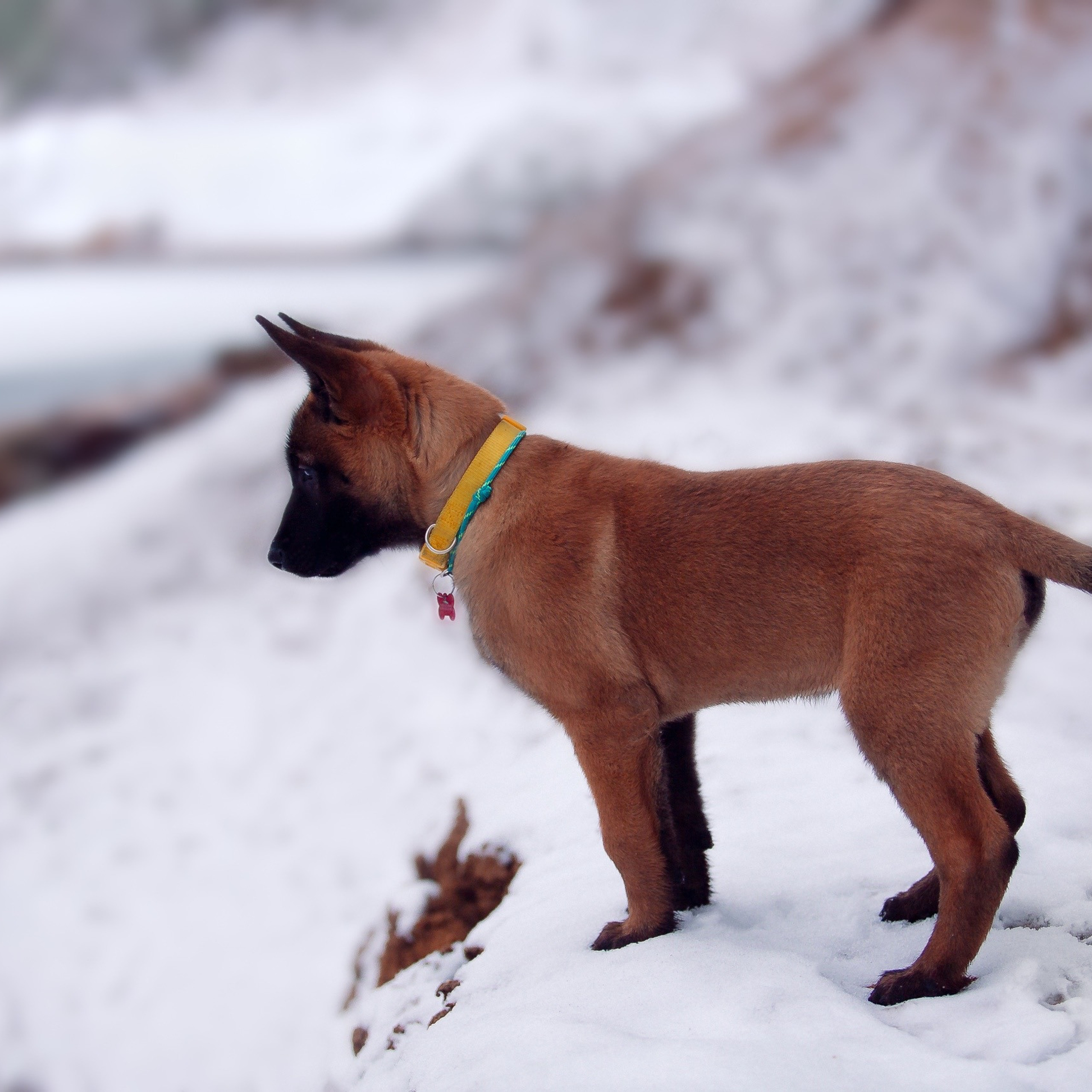 Отзывы. Фотограф-анималист Наталия Чистюхина в г. Сосновый Бор и ЛО
