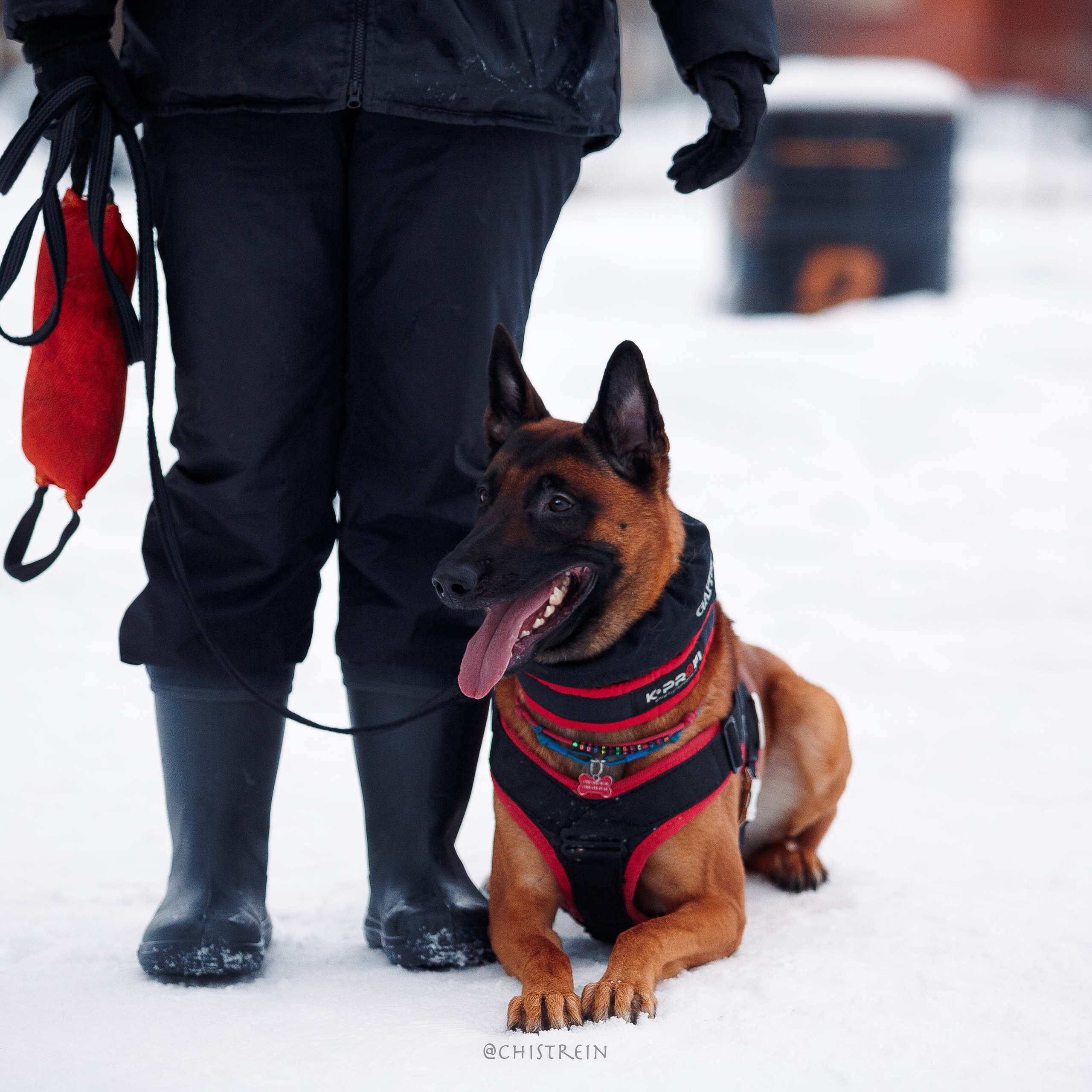 Отзывы. Фотограф-анималист Наталия Чистюхина в г. Сосновый Бор и ЛО