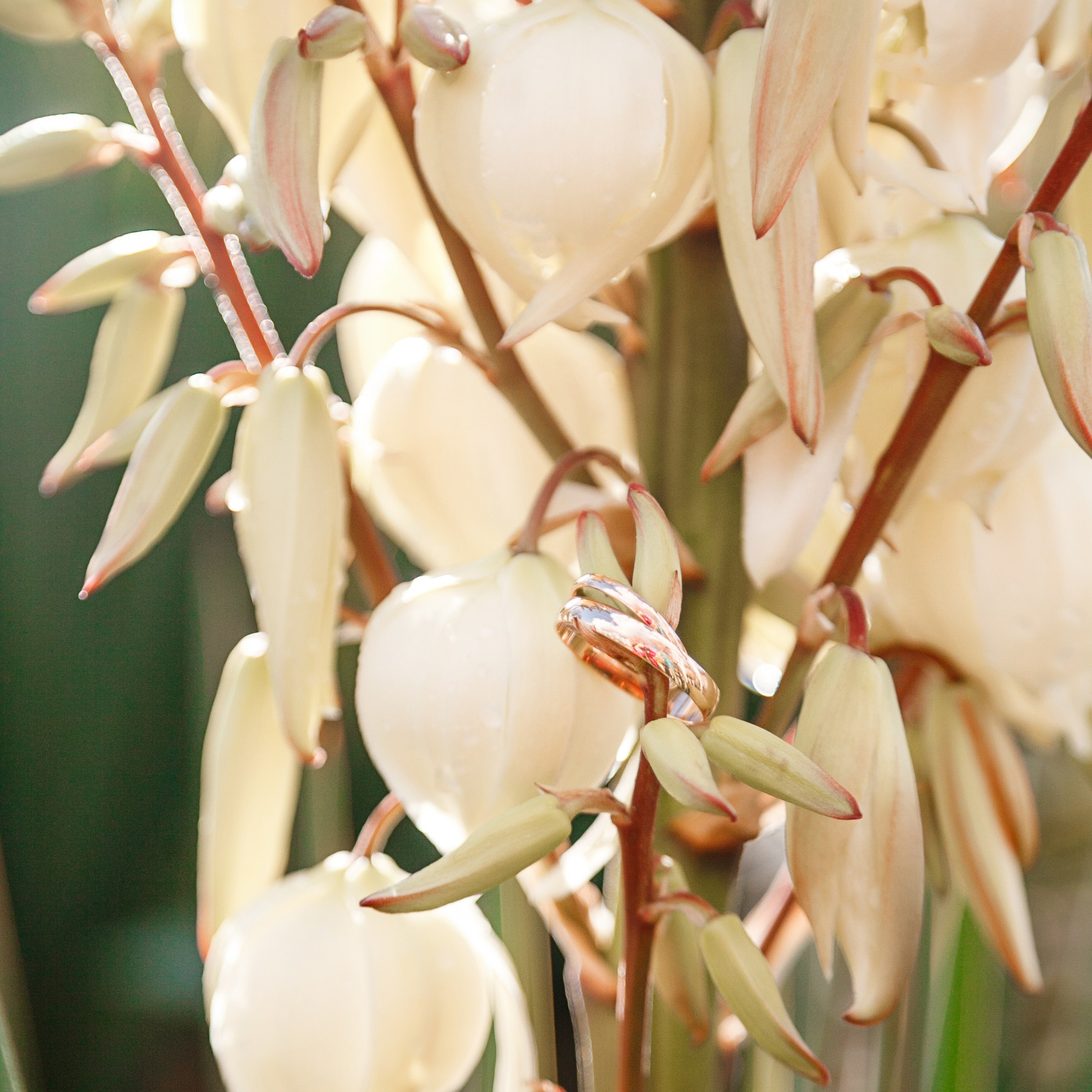 Отзывы. Свадебный и семейный фотограф в Армавире
