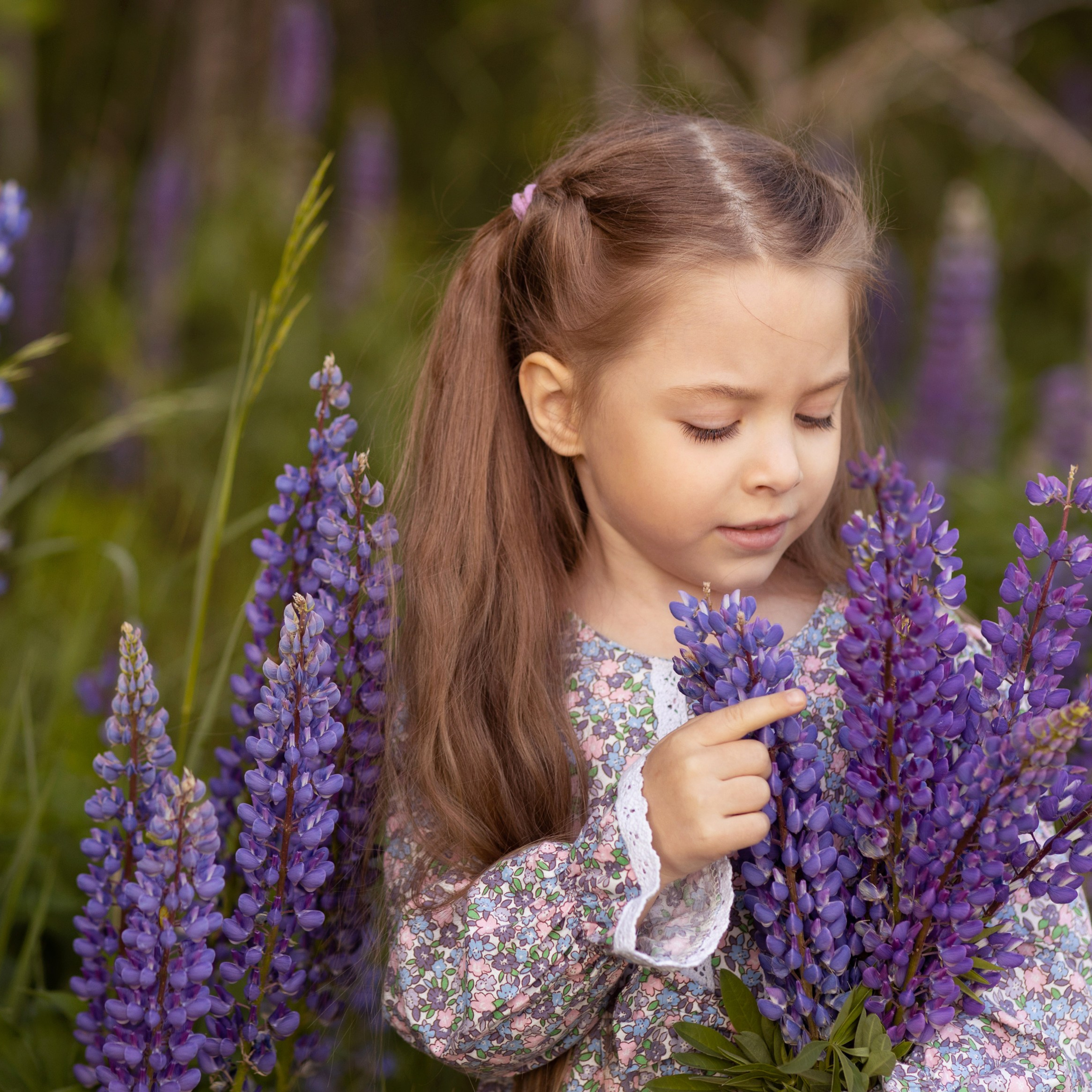 Поля в люпинах