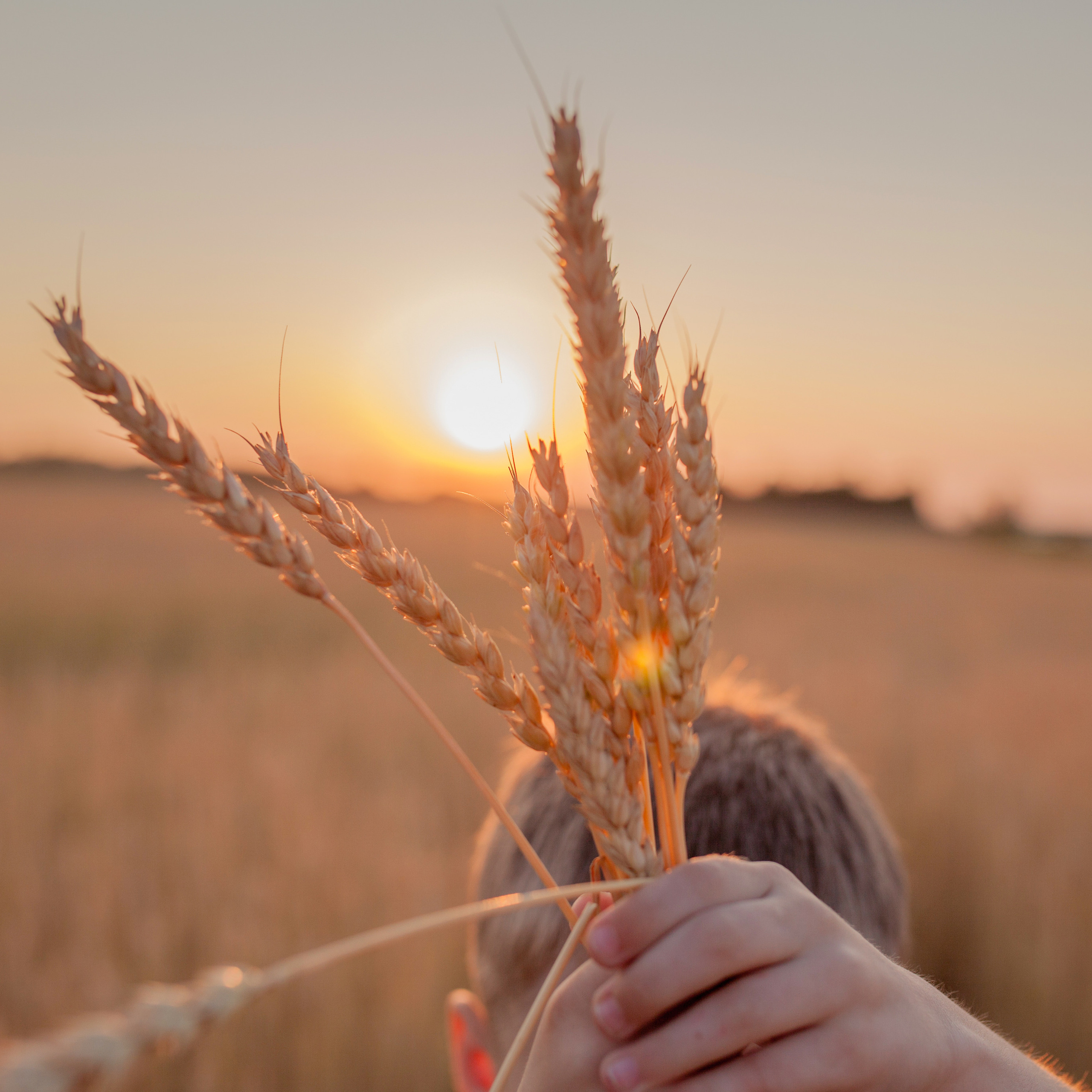 В пшенице. Женский и семейный фотограф в Тюмени Пашнина Ольга
