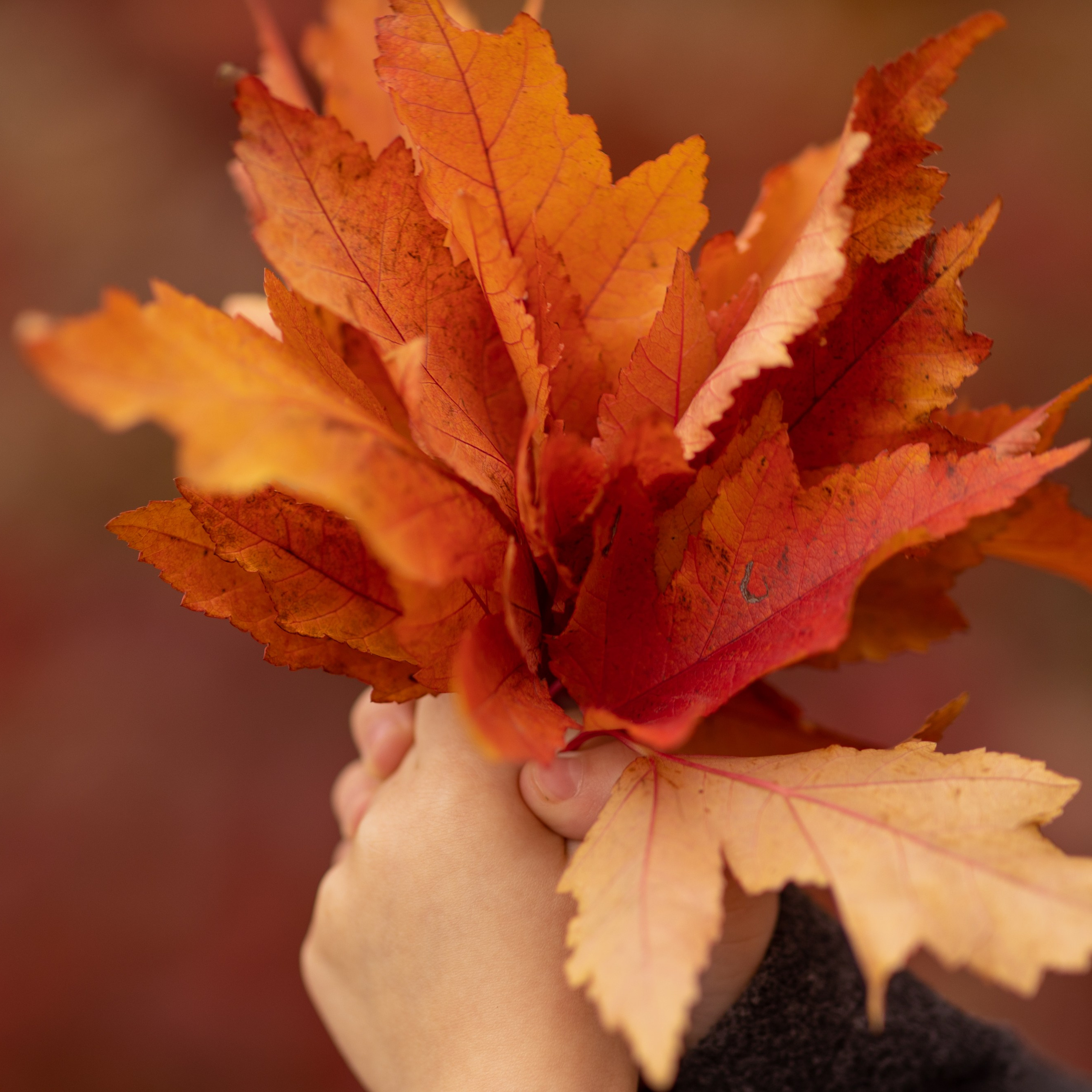 Осень. Женский и семейный фотограф в Тюмени Пашнина Ольга
