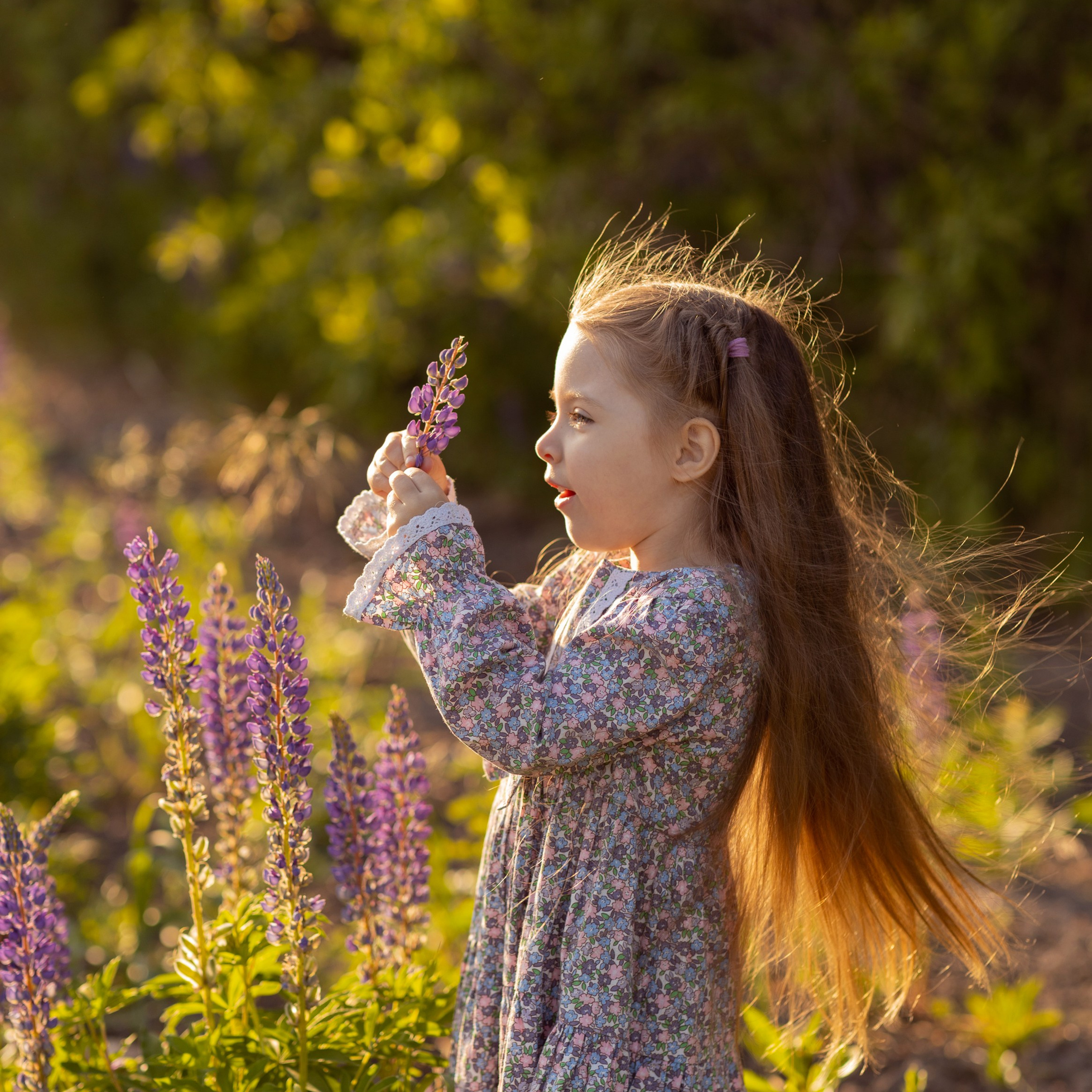 Поля в люпинах. Женский и семейный фотограф в Тюмени Пашнина Ольга