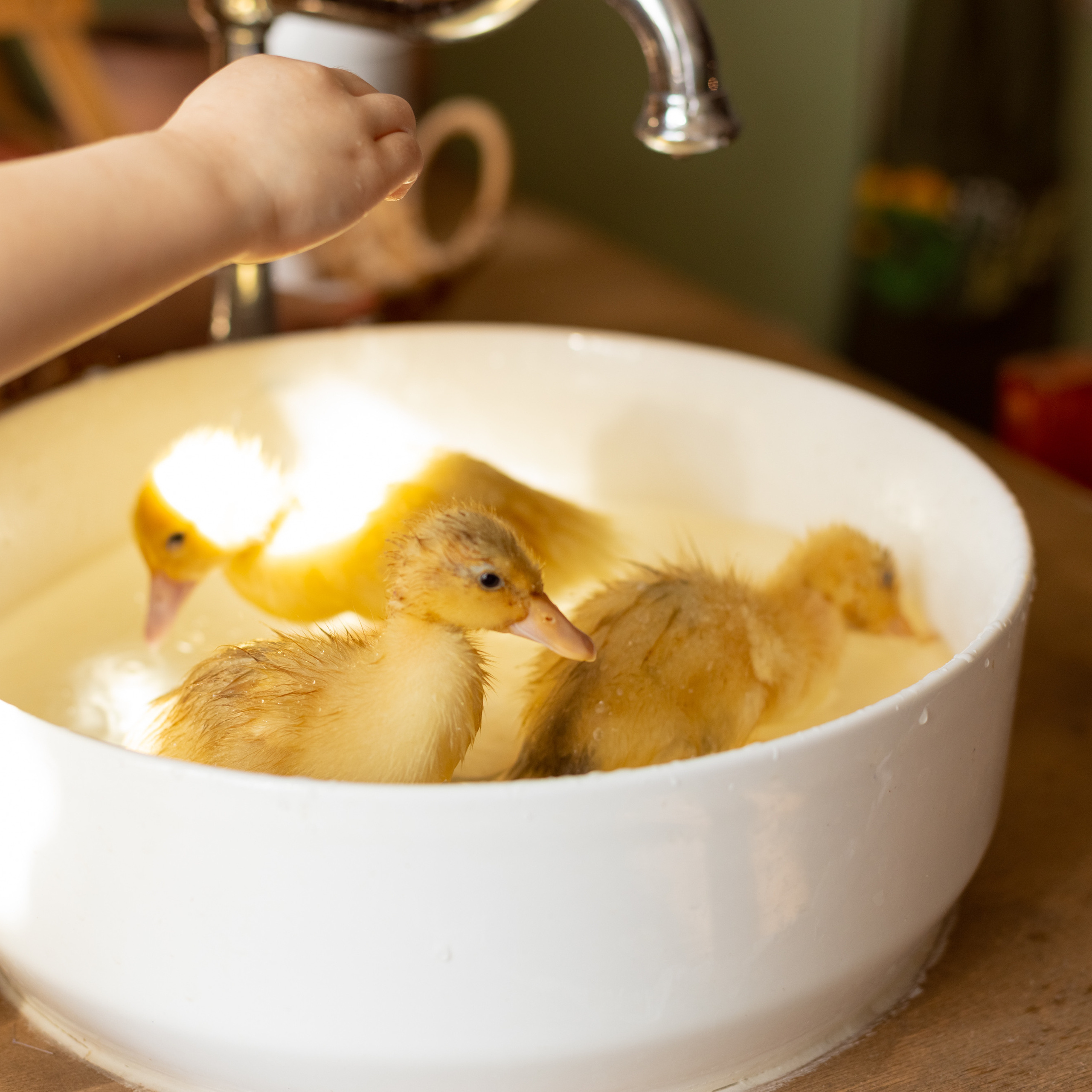 Поля и утята. Женский и семейный фотограф в Тюмени Пашнина Ольга