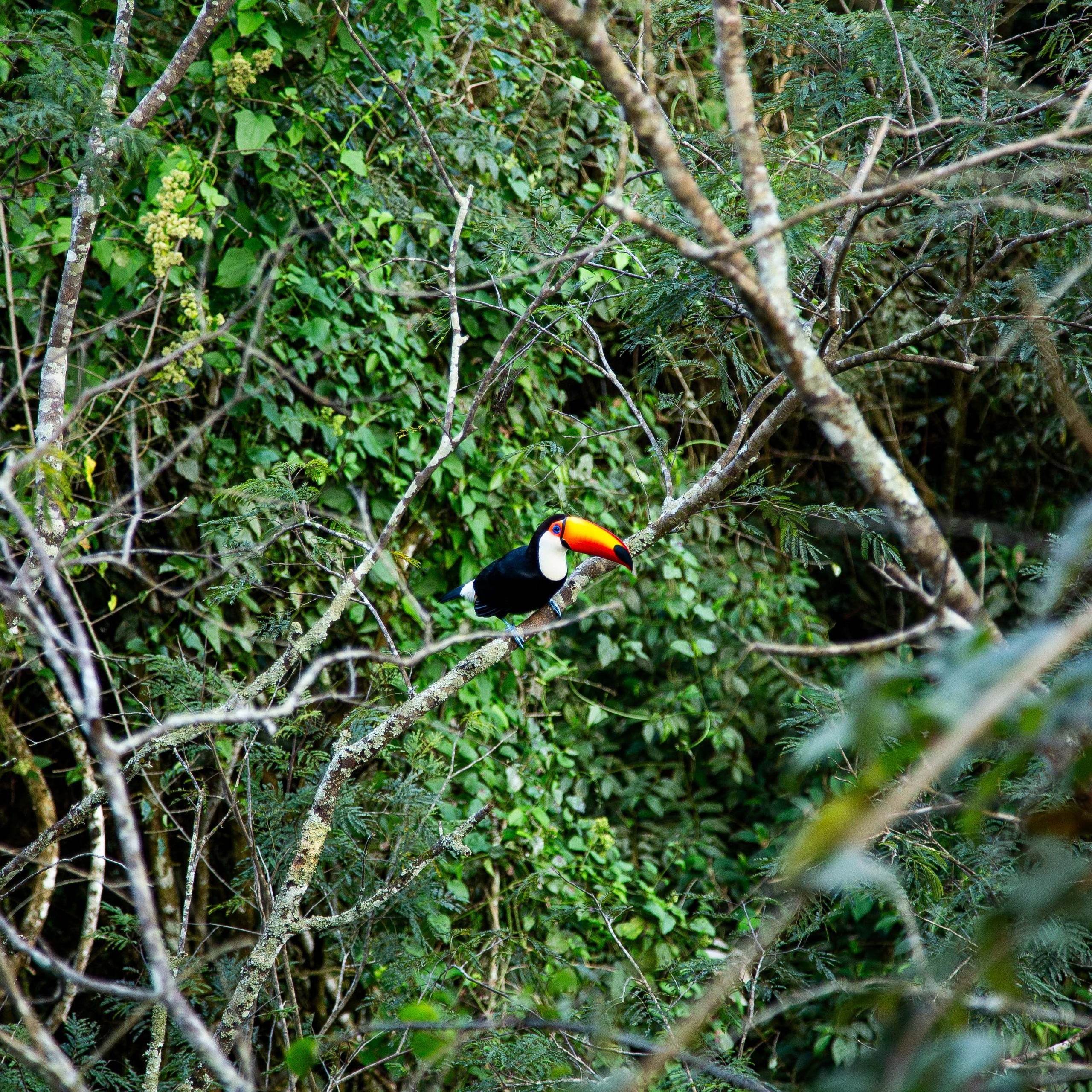 Argentina-Buenos Aires. La Boca. Iguasu. September 2018. Anastasia Shapoval violoniste et photographe. Annecy — Geneve