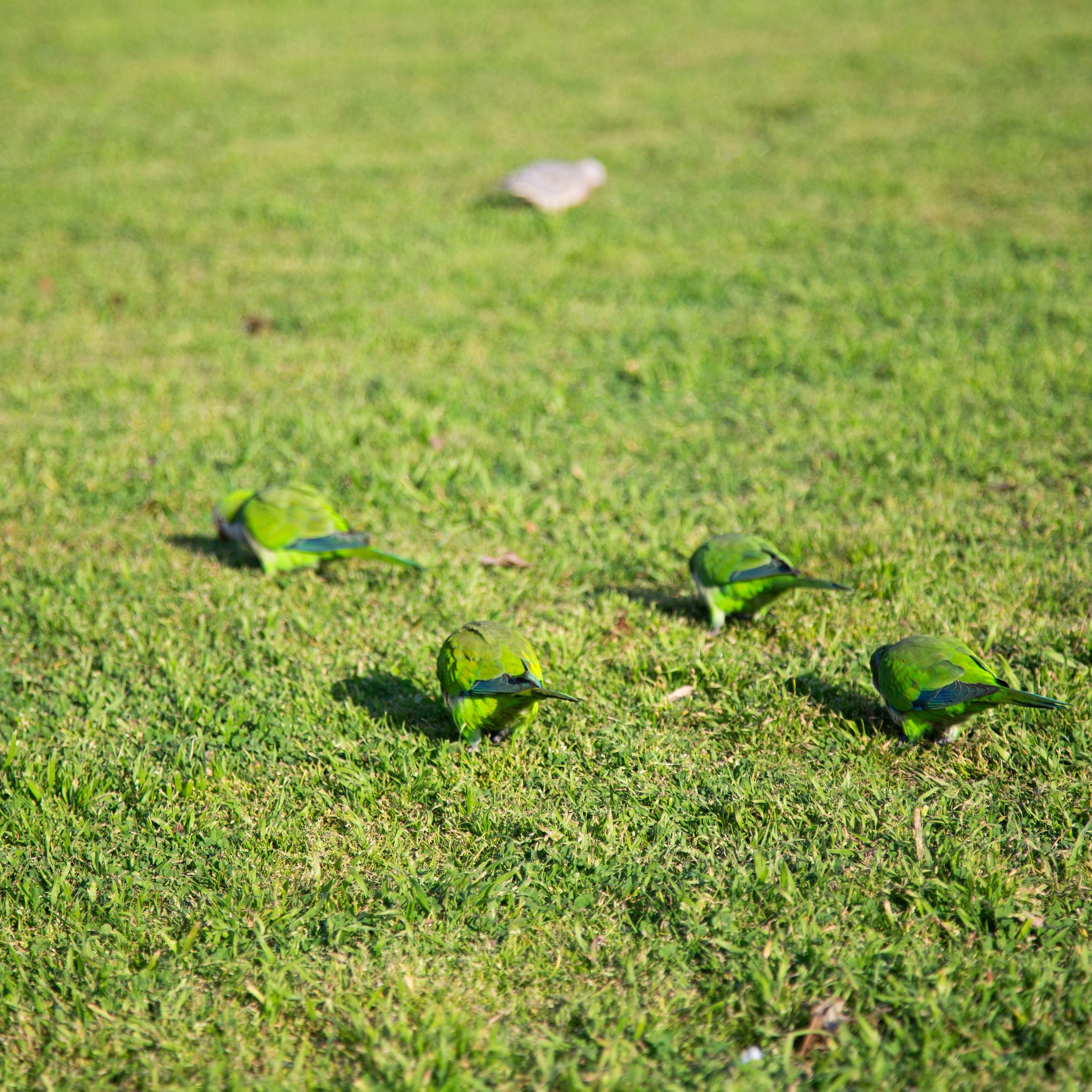 Argentina-Buenos Aires. La Boca. Iguasu. September 2018. Anastasia Shapoval violoniste et photographe. Annecy — Geneve