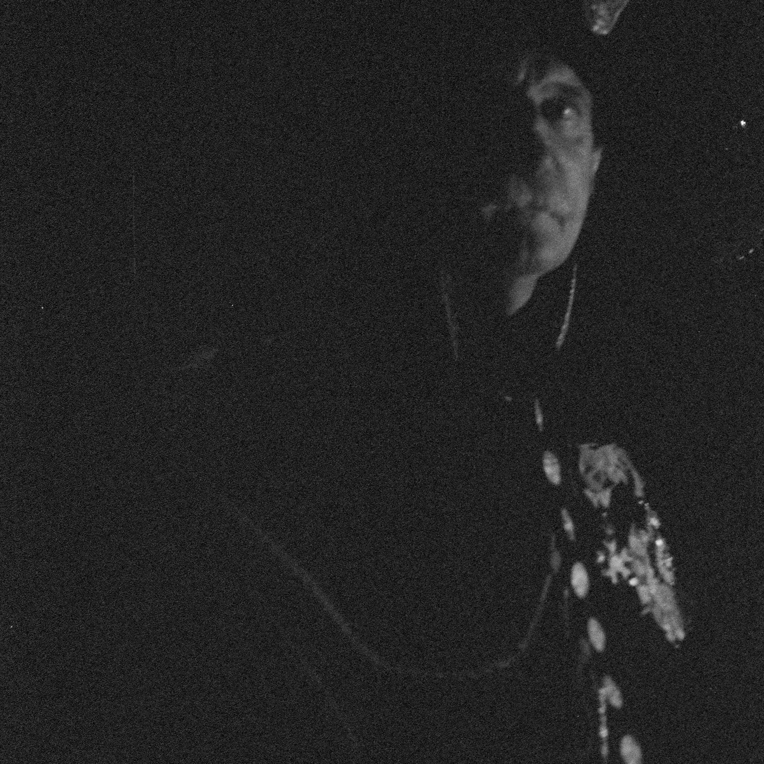 Jean- Luc. History of Napoleon. Anastasia Shapoval violoniste et photographe. Annecy — Geneve