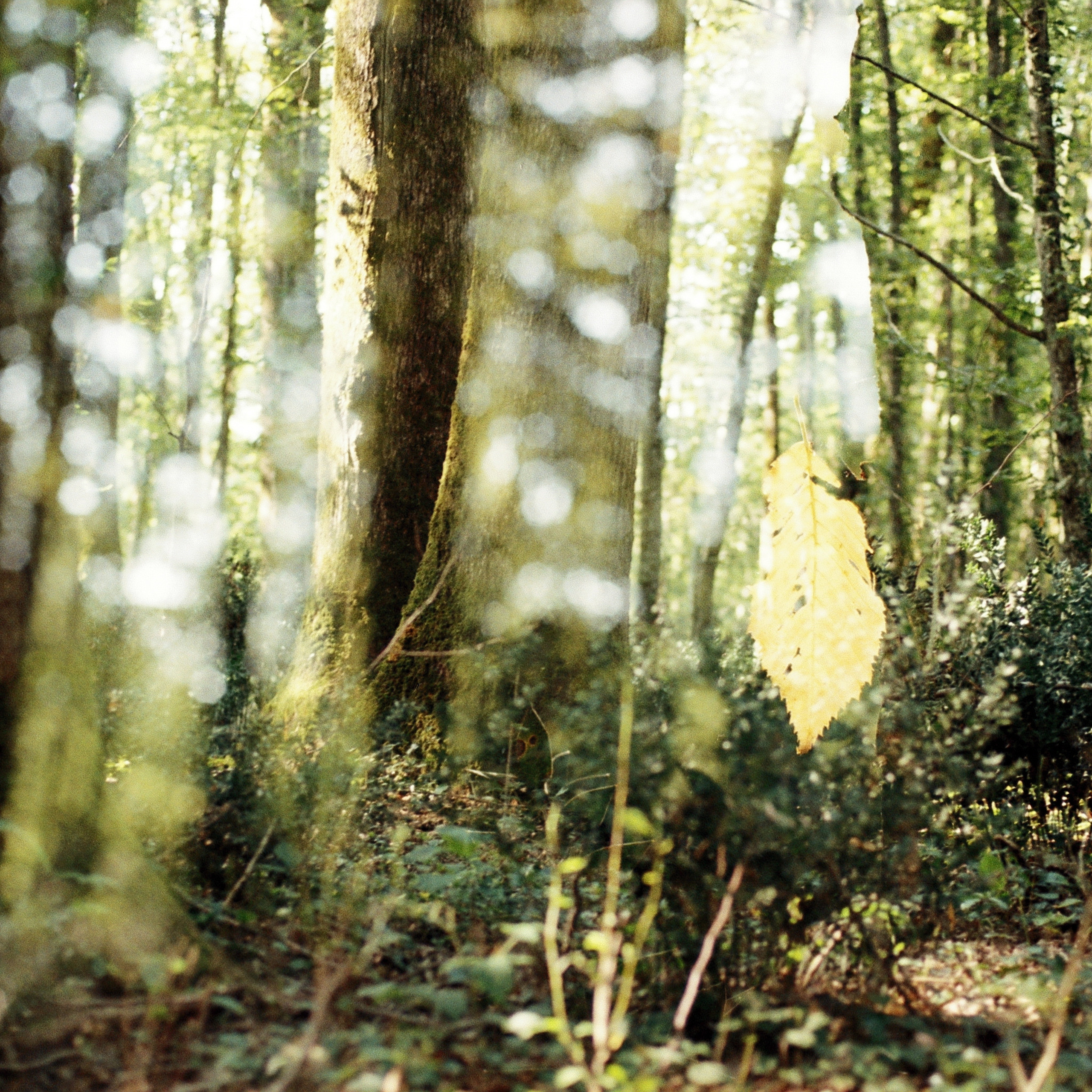 Film. Anastasia Shapoval violoniste et photographe. Annecy — Geneve